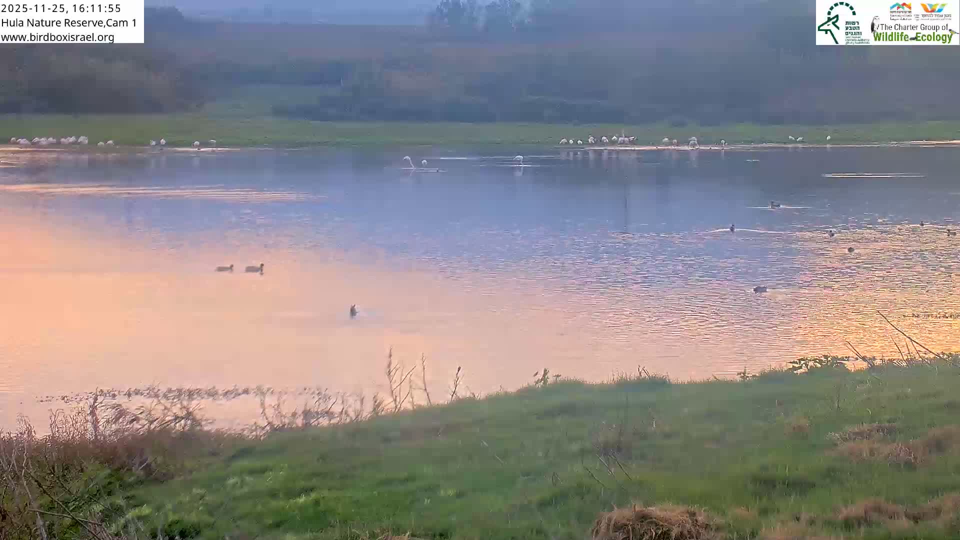 Hula Nature Reserve Bird Life & Israel-Syria Border Golan Hills & Hermon Mountain/Jabal al Shaykh View Live Cam - Yesud Hamaala, Northern, Israel