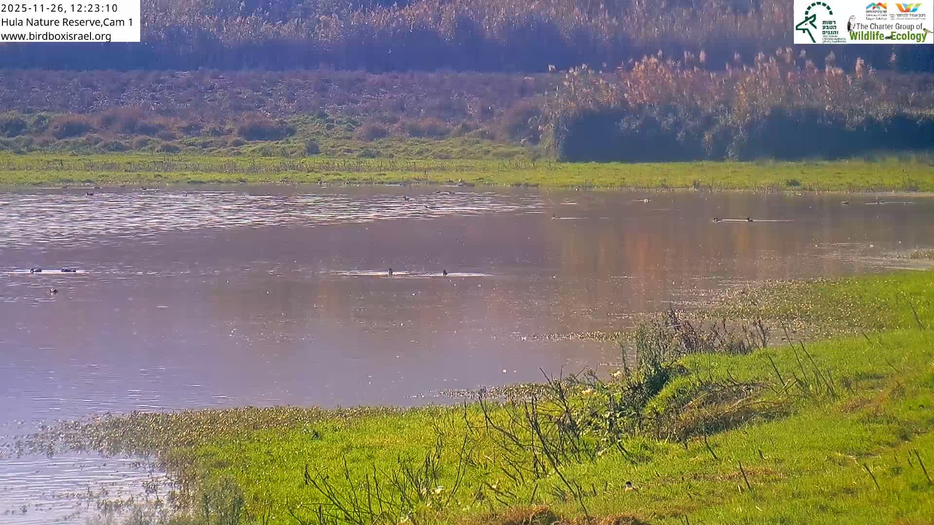 Hula Nature Reserve Bird Life & Israel-Syria Border Golan Hills & Hermon Mountain/Jabal al Shaykh View Live Cam - Yesud Hamaala, Northern, Israel
