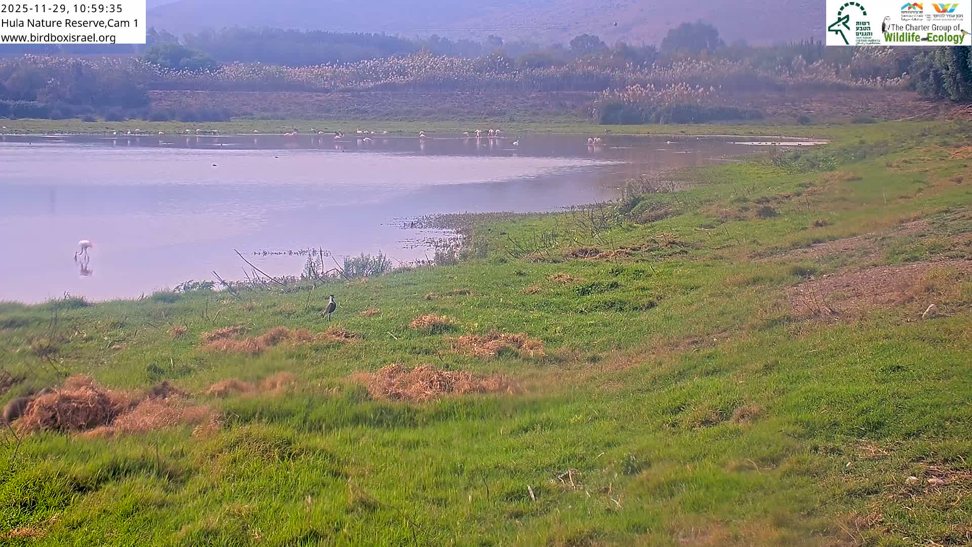 A hazy outdoor scene features a large body of water bordered by green and brown grassy banks, with a flamingo wading near the shore, another bird standing on the bank, and numerous white birds further out on a misty, overcast day.