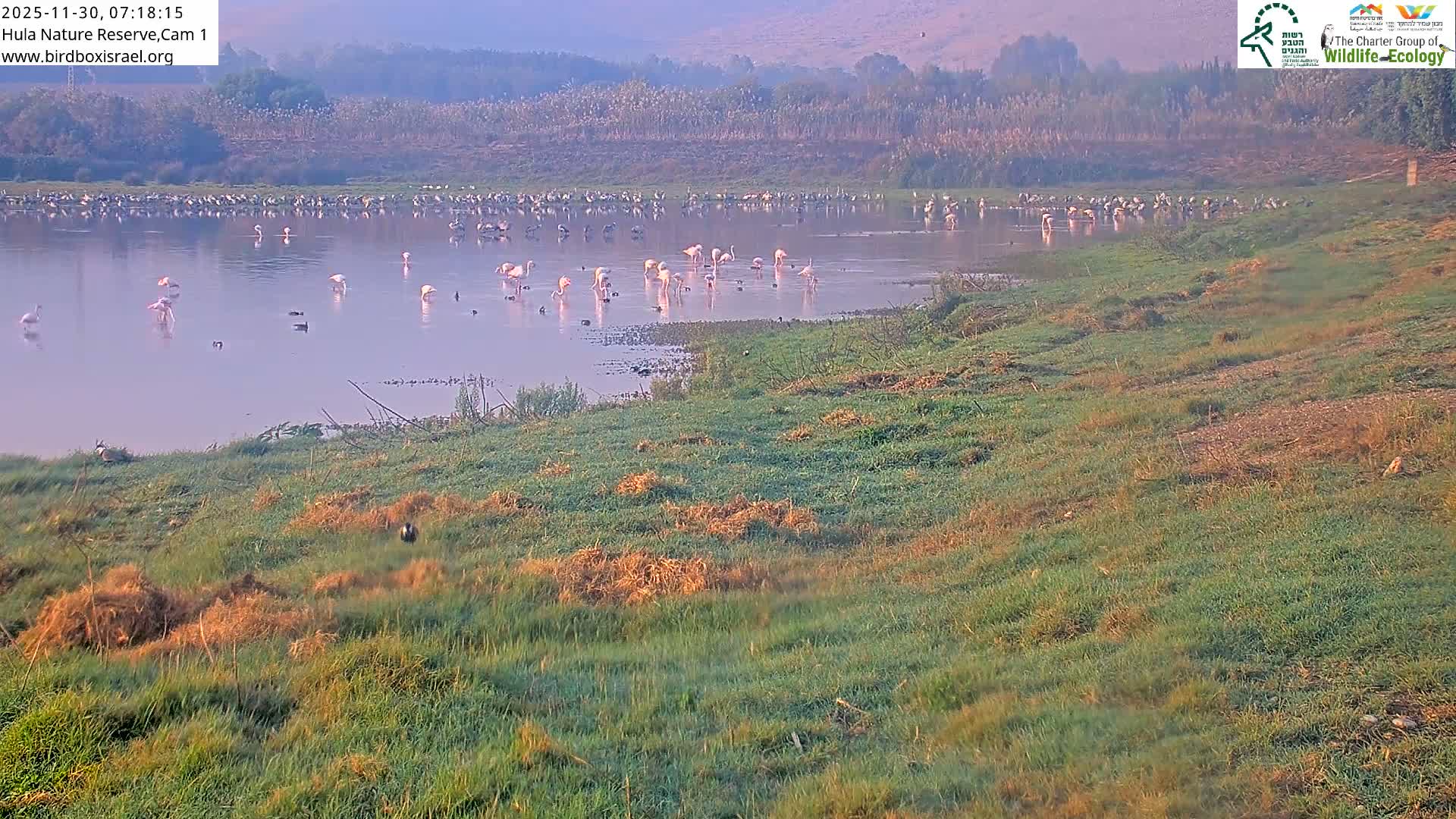 Hula Nature Reserve Bird Life & Israel-Syria Border Golan Hills & Hermon Mountain/Jabal al Shaykh View Live Cam - Yesud Hamaala, Northern, Israel