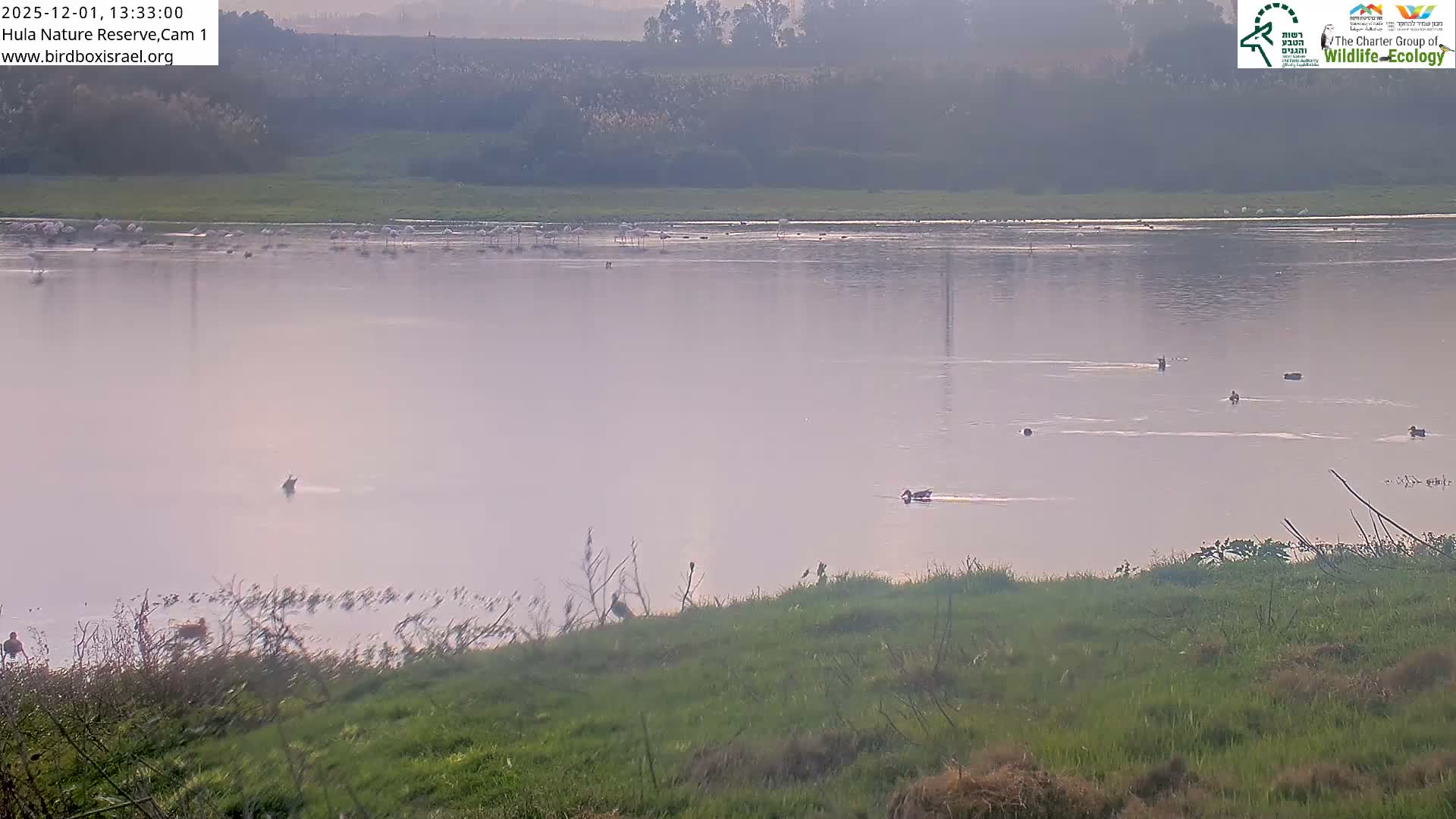 Hula Nature Reserve Bird Life & Israel-Syria Border Golan Hills & Hermon Mountain/Jabal al Shaykh View Live Cam - Yesud Hamaala, Northern, Israel