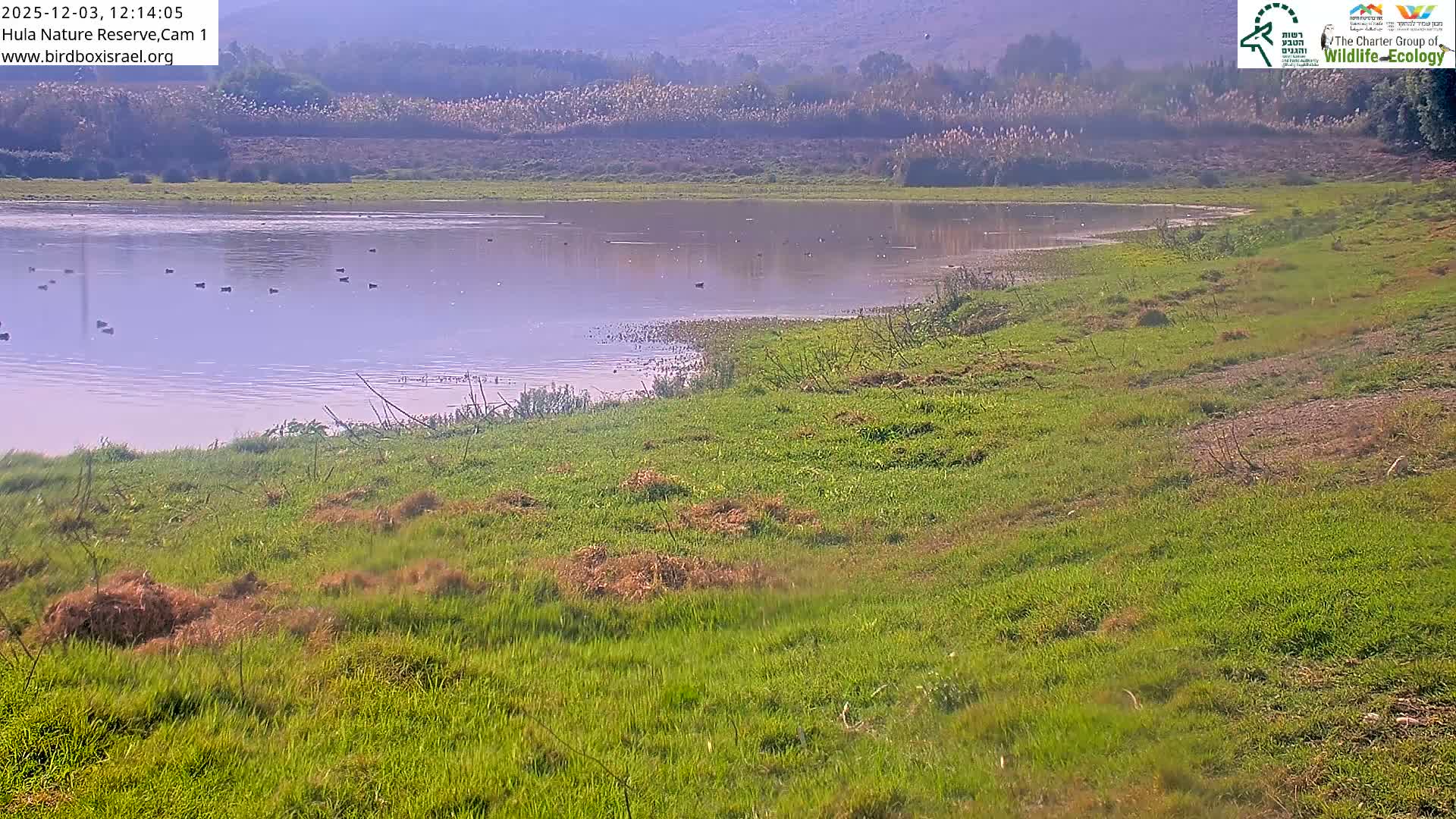 A hazy day reveals a serene body of water dotted with numerous small birds, bordered by vibrant green and brown grassy banks leading to distant, obscured hills.