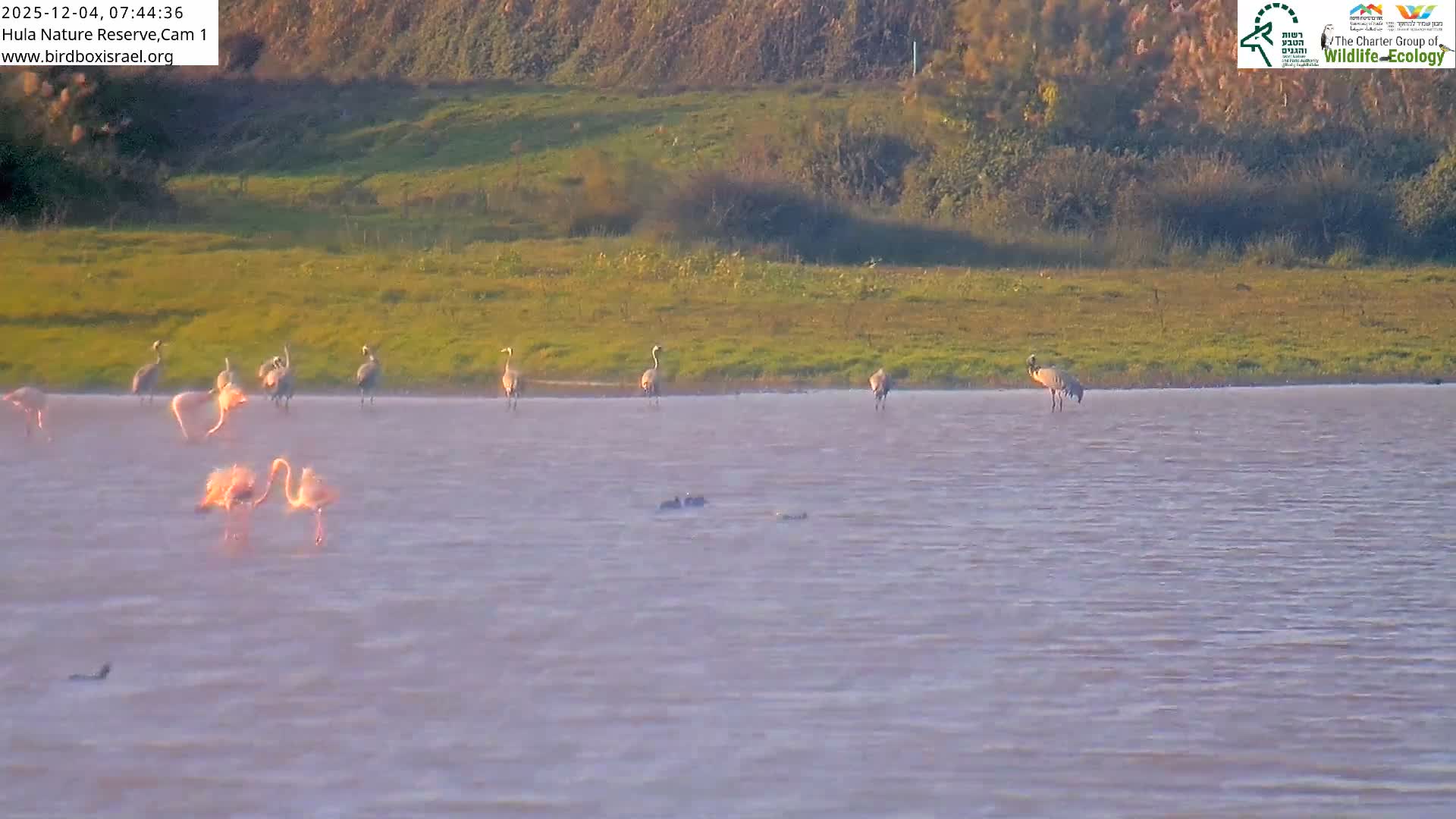 Hula Nature Reserve Bird Life & Israel-Syria Border Golan Hills & Hermon Mountain/Jabal al Shaykh View Live Cam - Yesud Hamaala, Northern, Israel