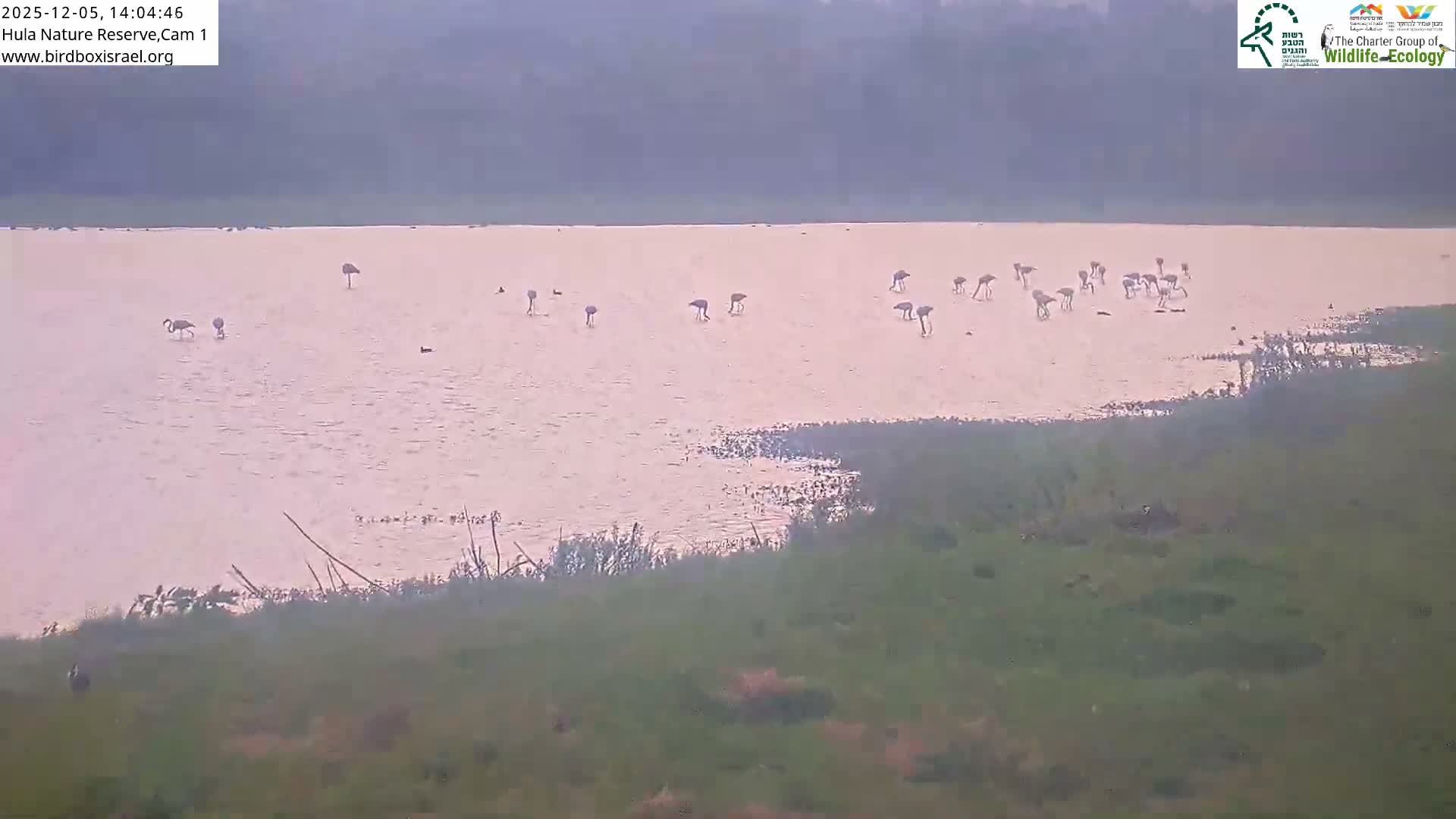 Hula Nature Reserve Bird Life & Israel-Syria Border Golan Hills & Hermon Mountain/Jabal al Shaykh View Live Cam - Yesud Hamaala, Northern, Israel
