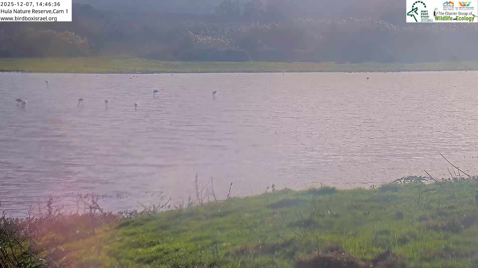 Hula Nature Reserve Bird Life & Israel-Syria Border Golan Hills & Hermon Mountain/Jabal al Shaykh View Live Cam - Yesud Hamaala, Northern, Israel