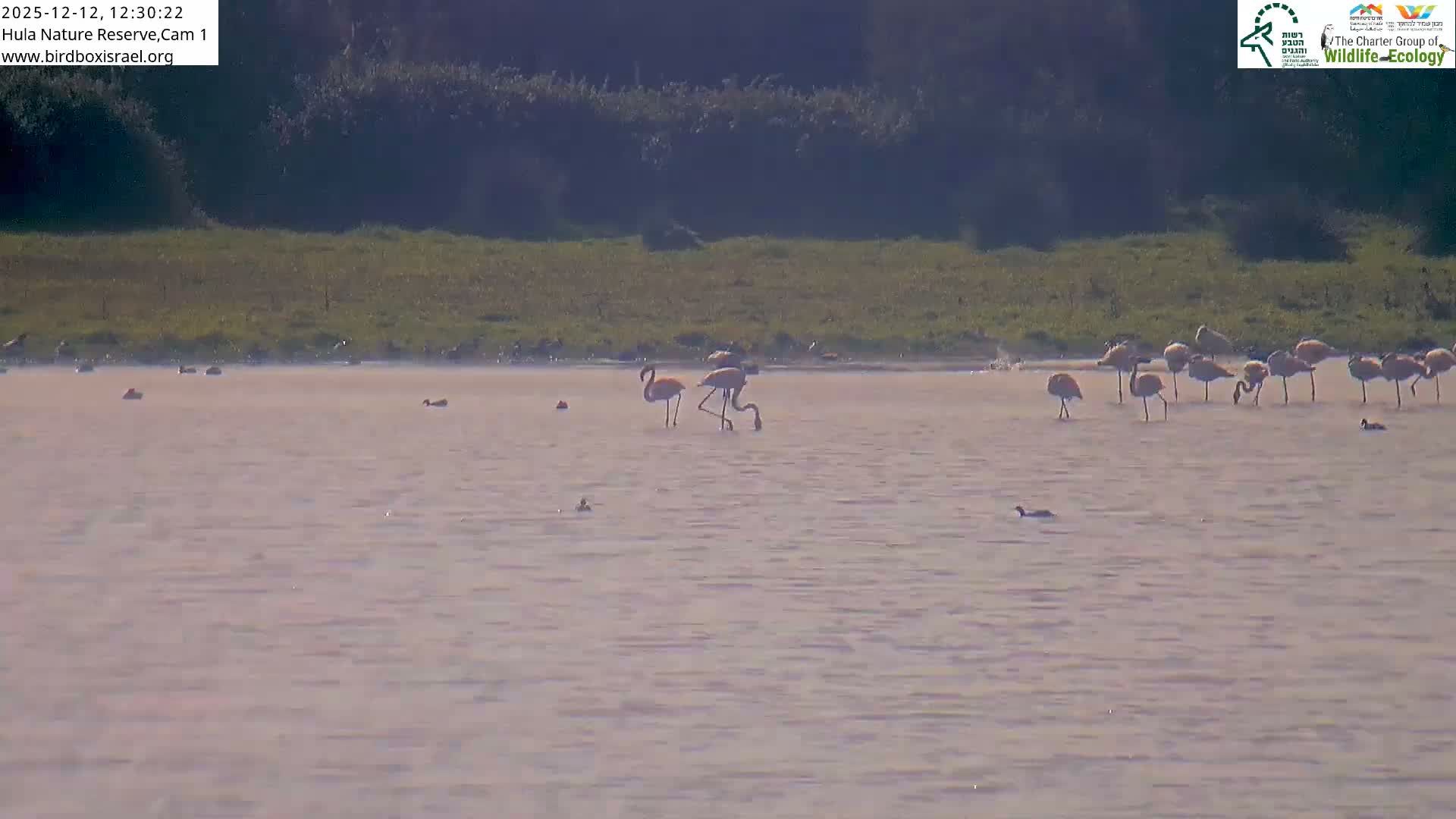 Hula Nature Reserve Bird Life & Israel-Syria Border Golan Hills & Hermon Mountain/Jabal al Shaykh View Live Cam - Yesud Hamaala, Northern, Israel