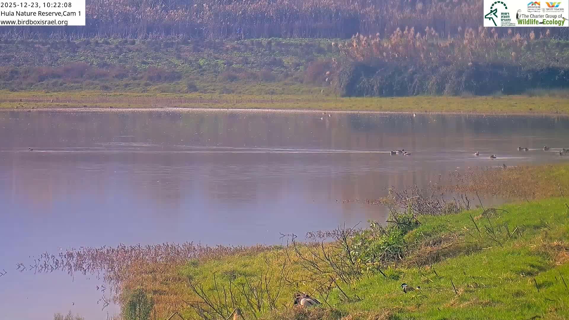 Hula Nature Reserve Bird Life & Israel-Syria Border Golan Hills & Hermon Mountain/Jabal al Shaykh View Live Cam - Yesud Hamaala, Northern, Israel