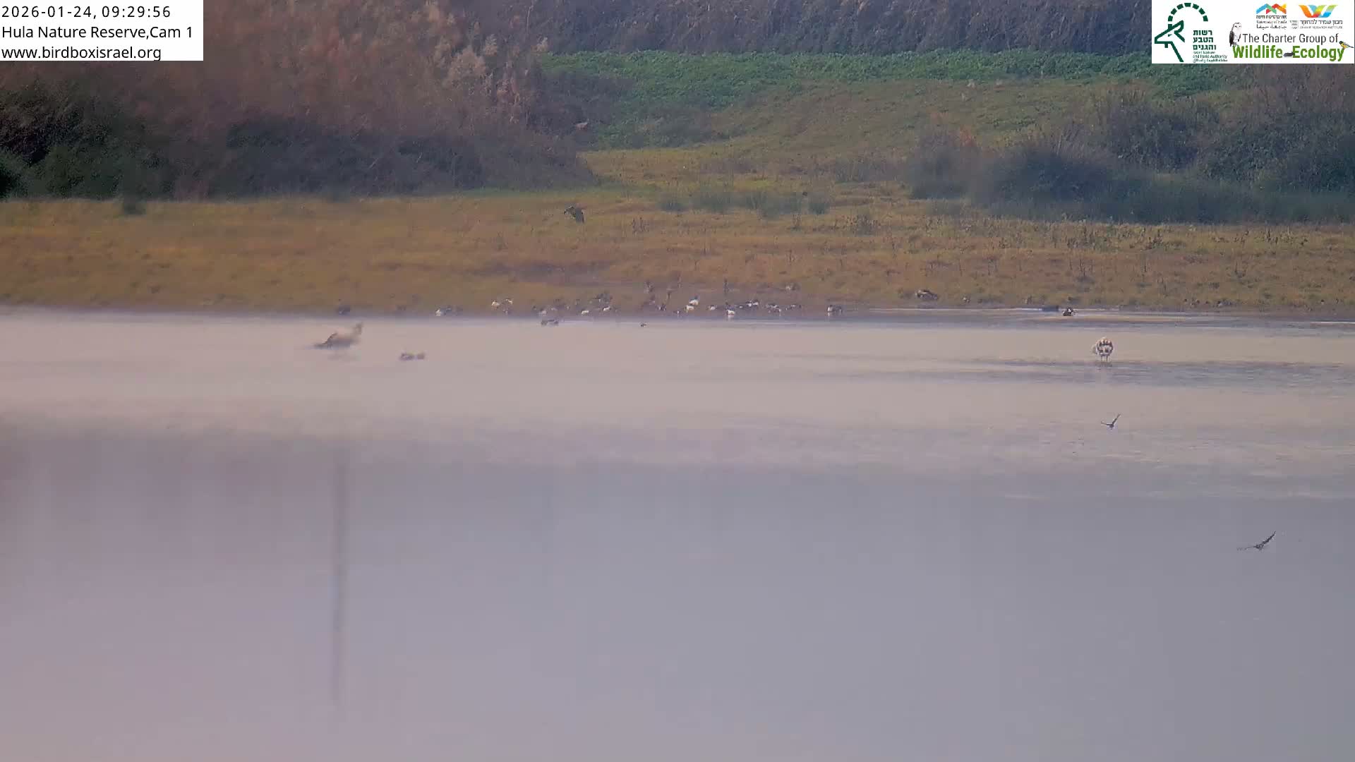 Hula Nature Reserve Bird Life & Israel-Syria Border Golan Hills & Hermon Mountain/Jabal al Shaykh View Live Cam - Yesud Hamaala, Northern, Israel