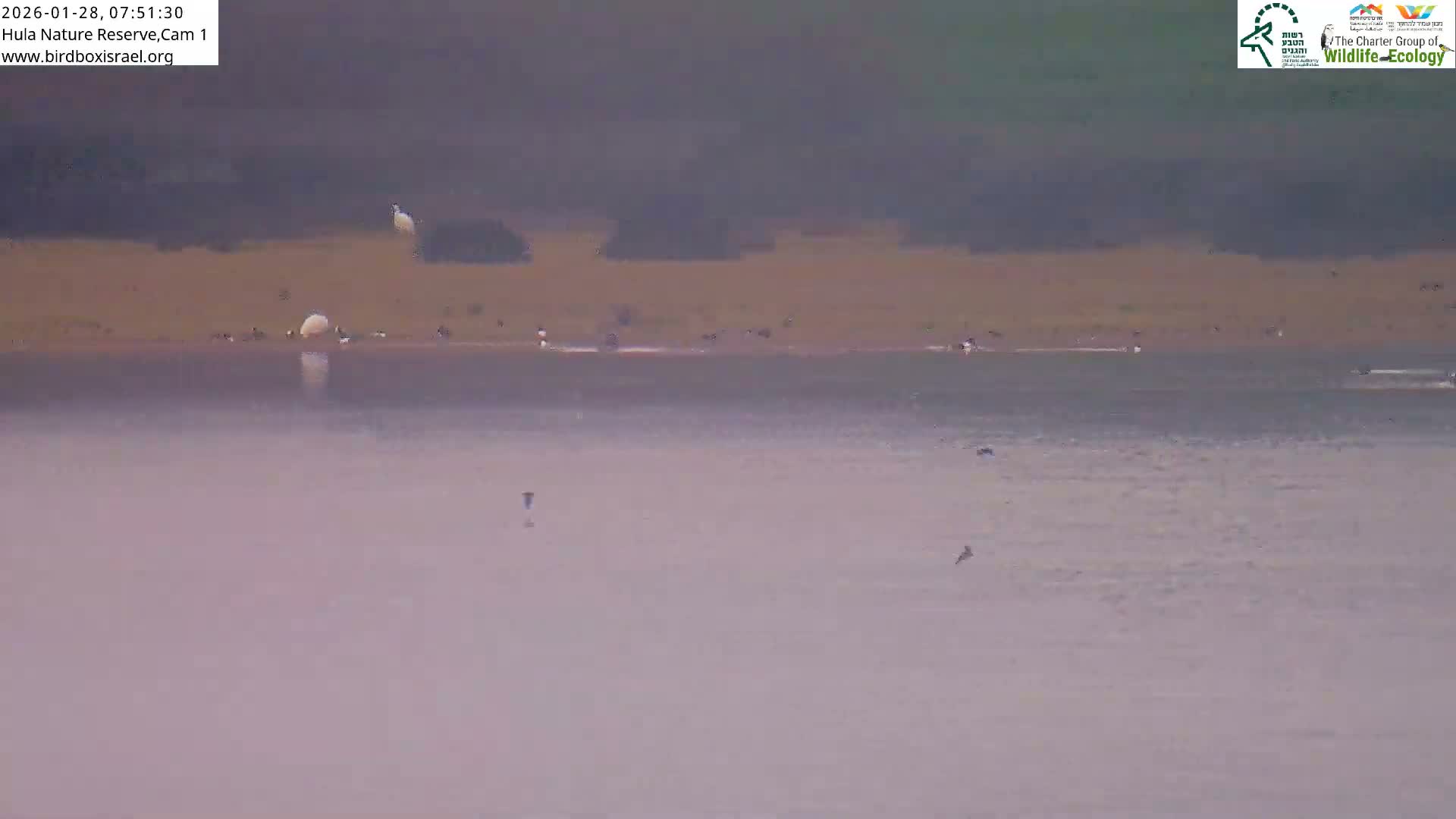 Hula Nature Reserve Bird Life & Israel-Syria Border Golan Hills & Hermon Mountain/Jabal al Shaykh View Live Cam - Yesud Hamaala, Northern, Israel