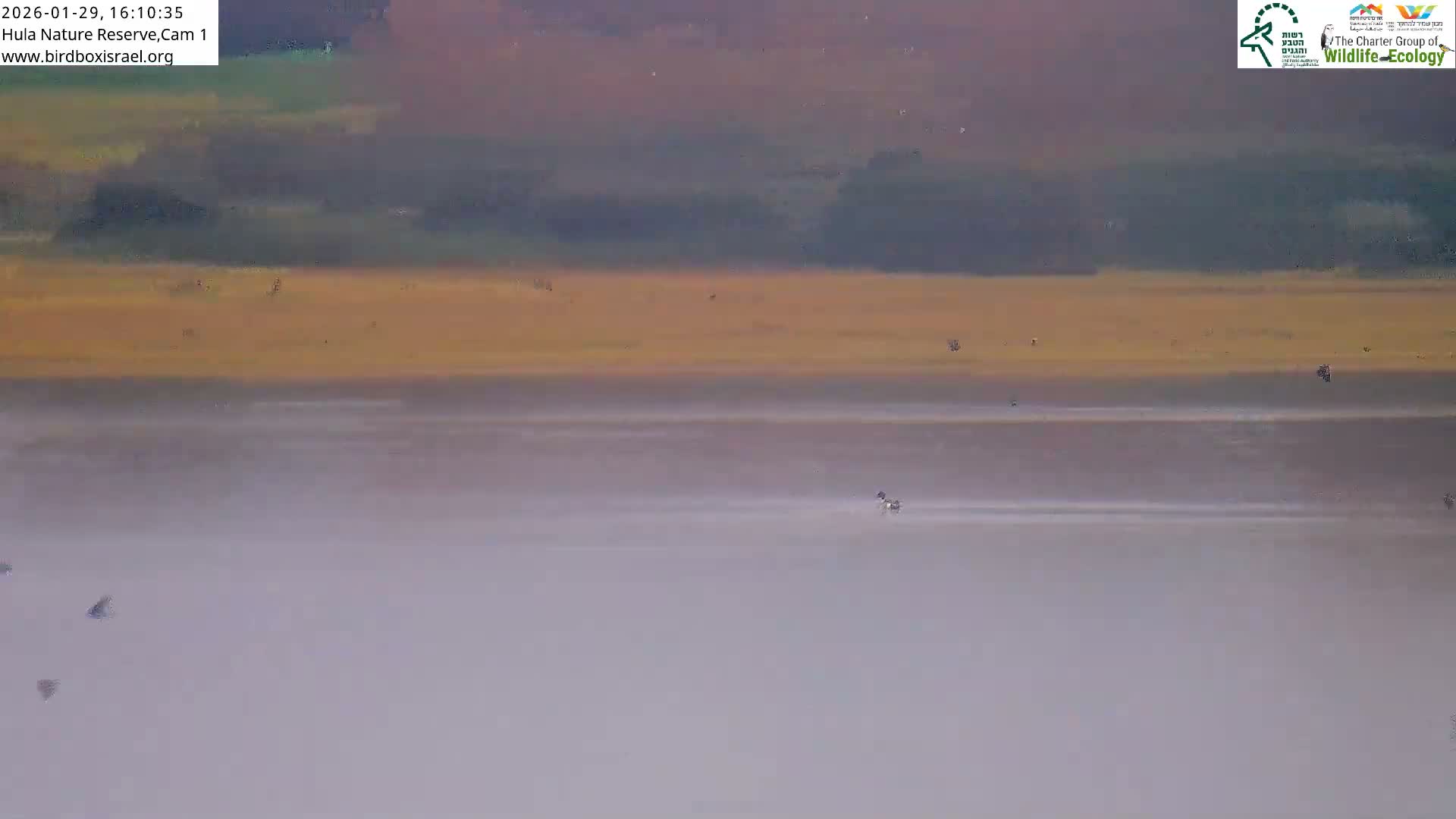 Hula Nature Reserve Bird Life & Israel-Syria Border Golan Hills & Hermon Mountain/Jabal al Shaykh View Live Cam - Yesud Hamaala, Northern, Israel