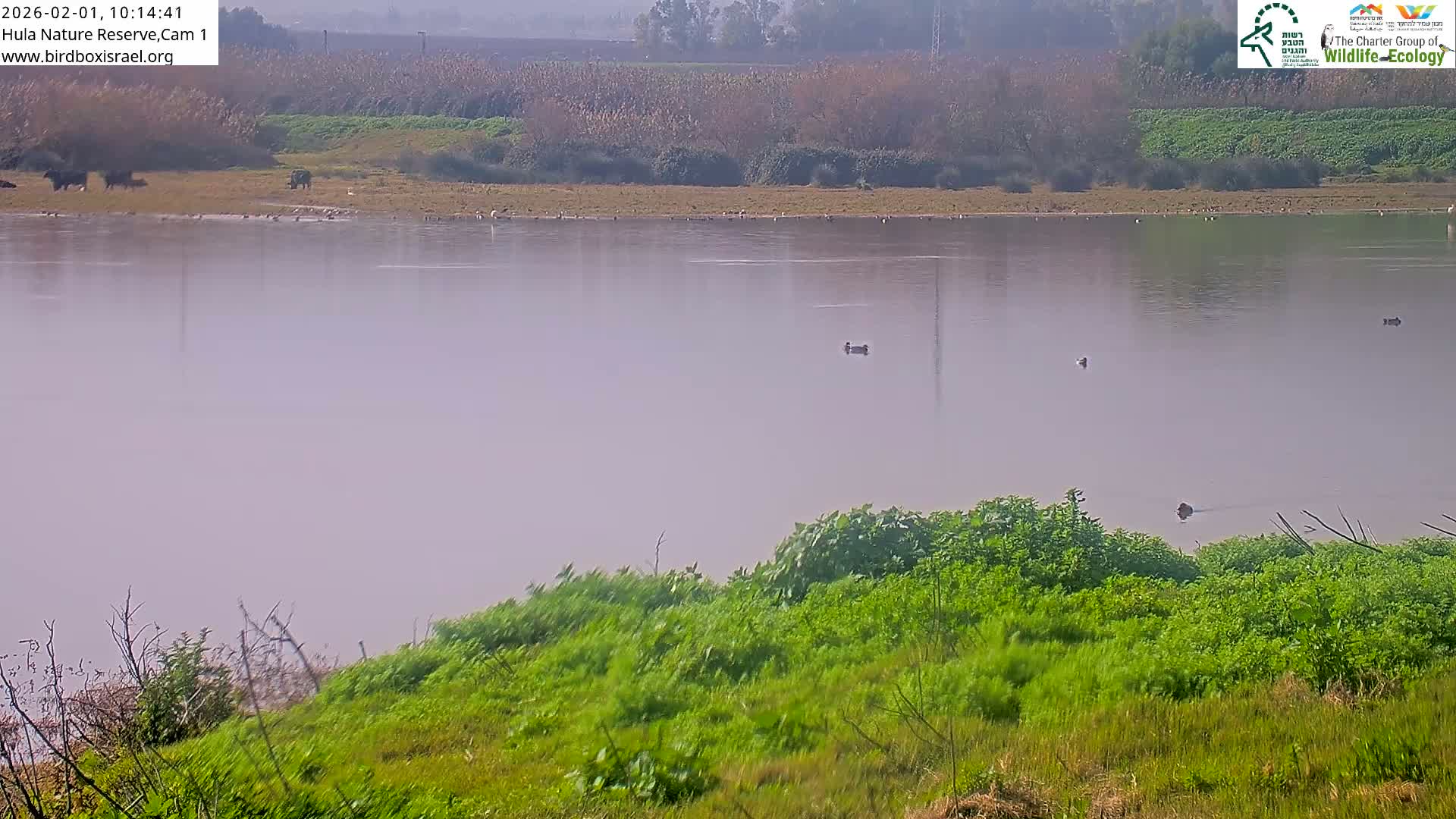 Hula Nature Reserve Bird Life & Israel-Syria Border Golan Hills & Hermon Mountain/Jabal al Shaykh View Live Cam - Yesud Hamaala, Northern, Israel