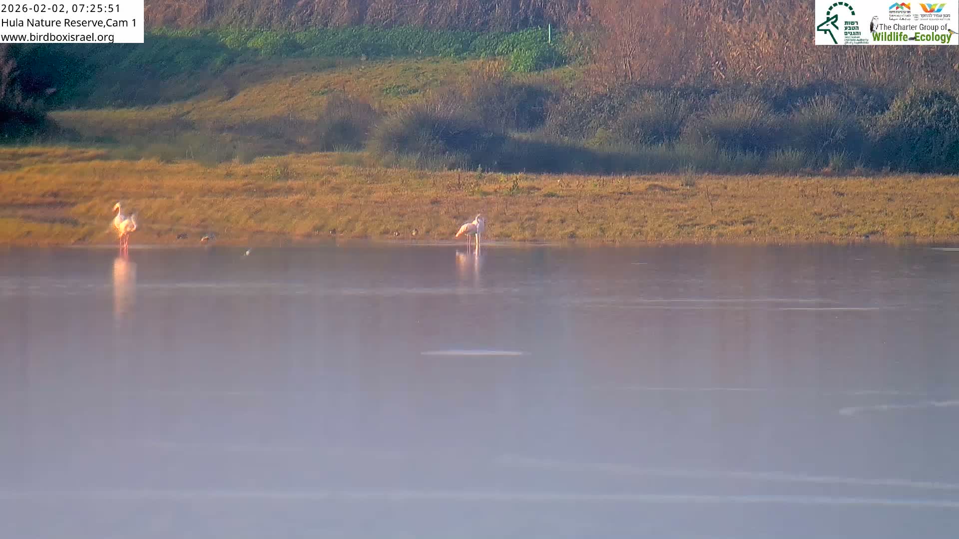Hula Nature Reserve Bird Life & Israel-Syria Border Golan Hills & Hermon Mountain/Jabal al Shaykh View Live Cam - Yesud Hamaala, Northern, Israel