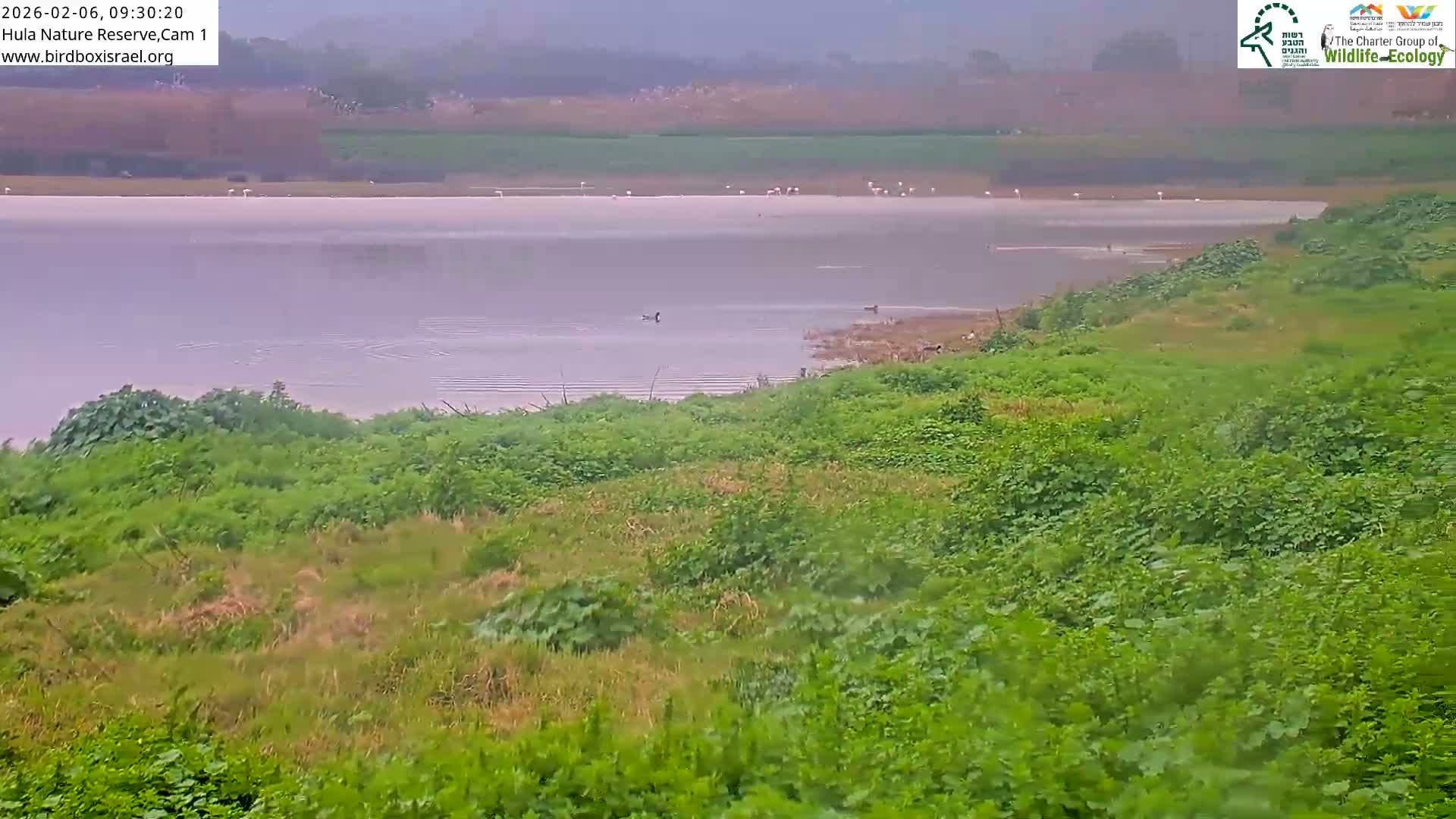 Hula Nature Reserve Bird Life & Israel-Syria Border Golan Hills & Hermon Mountain/Jabal al Shaykh View Live Cam - Yesud Hamaala, Northern, Israel