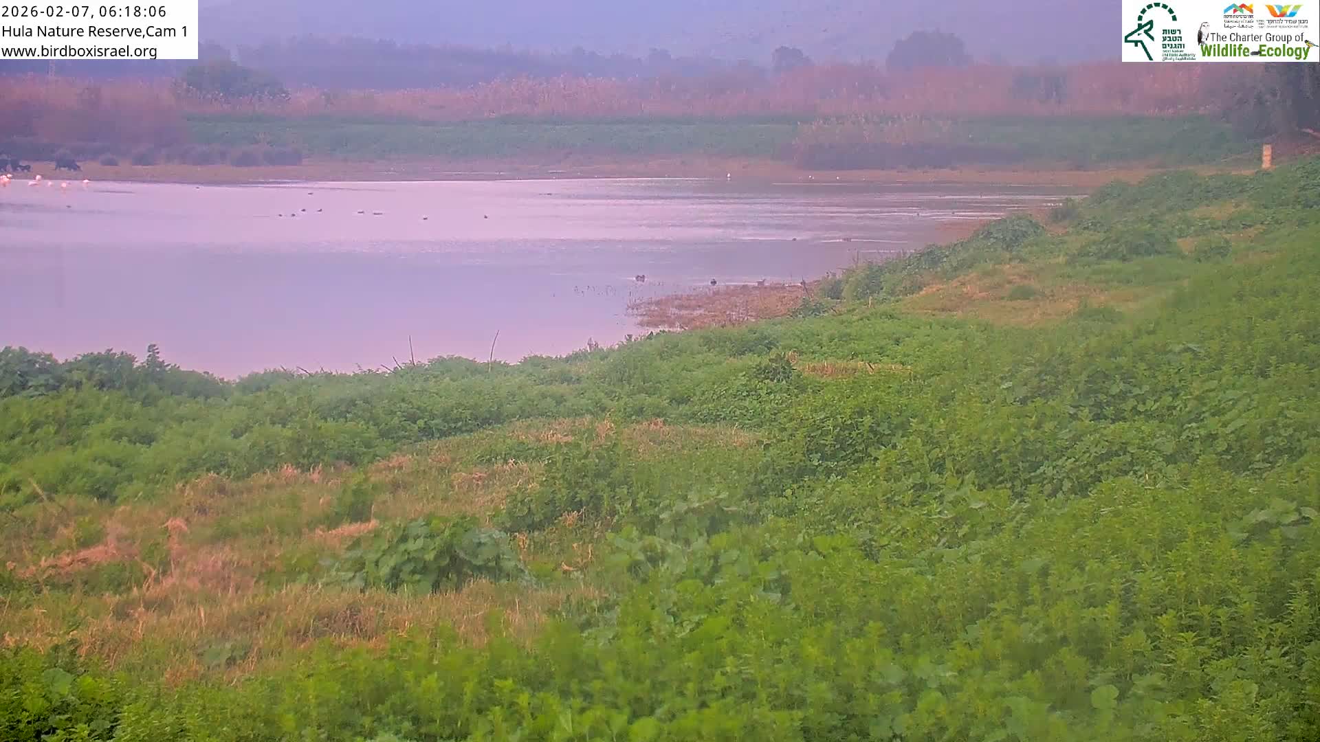 Hula Nature Reserve Bird Life & Israel-Syria Border Golan Hills & Hermon Mountain/Jabal al Shaykh View Live Cam - Yesud Hamaala, Northern, Israel