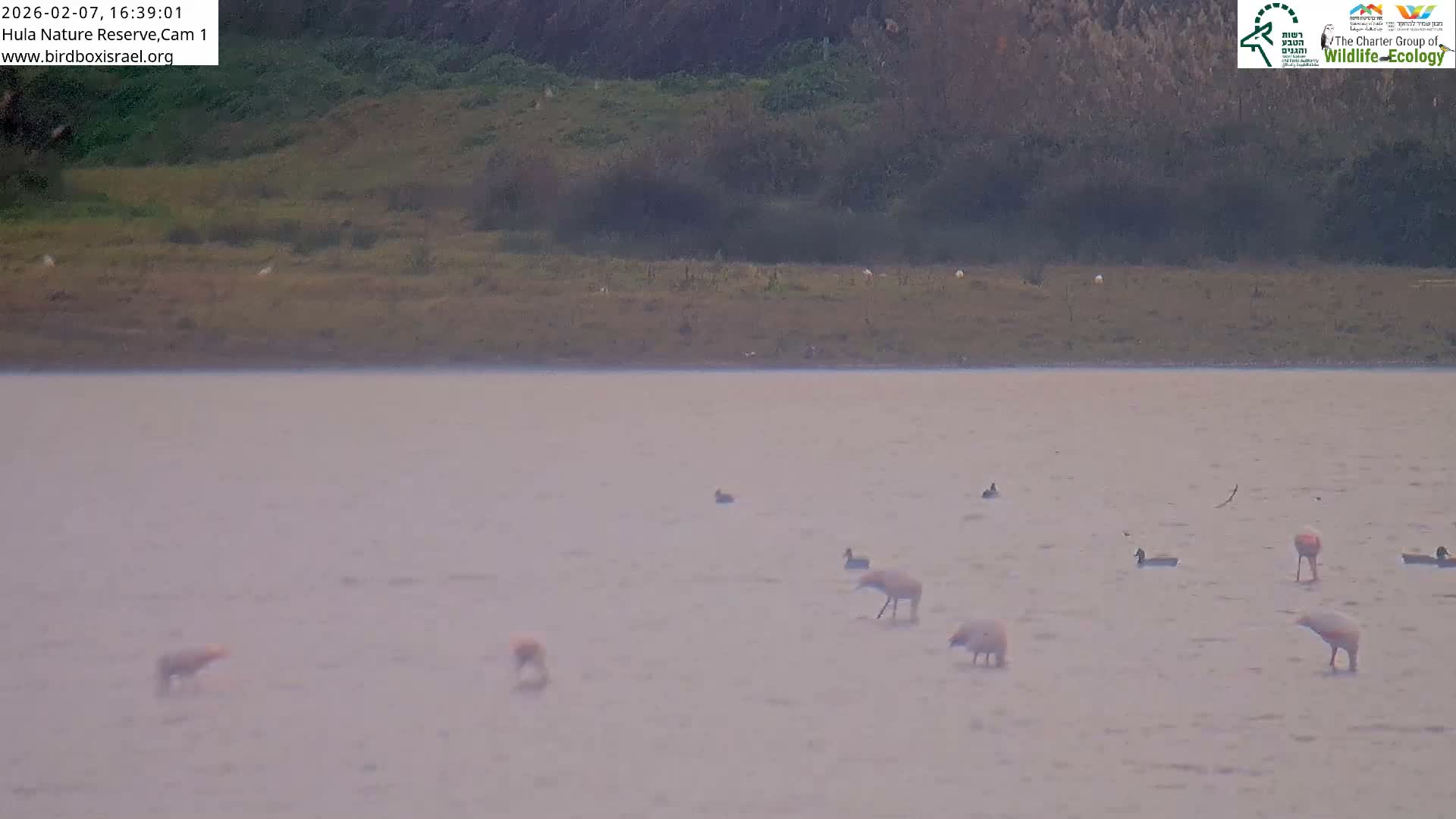 Hula Nature Reserve Bird Life & Israel-Syria Border Golan Hills & Hermon Mountain/Jabal al Shaykh View Live Cam - Yesud Hamaala, Northern, Israel