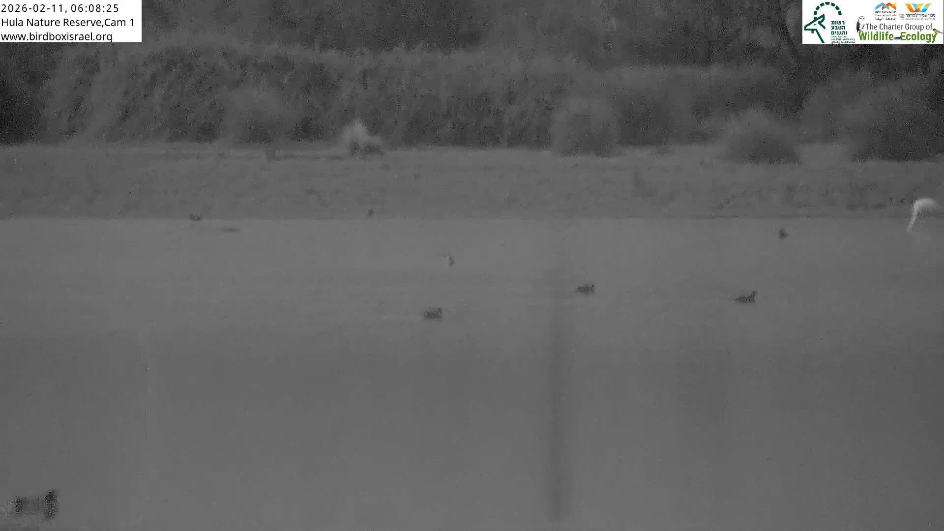 Hula Nature Reserve Bird Life & Israel-Syria Border Golan Hills & Hermon Mountain/Jabal al Shaykh View Live Cam - Yesud Hamaala, Northern, Israel