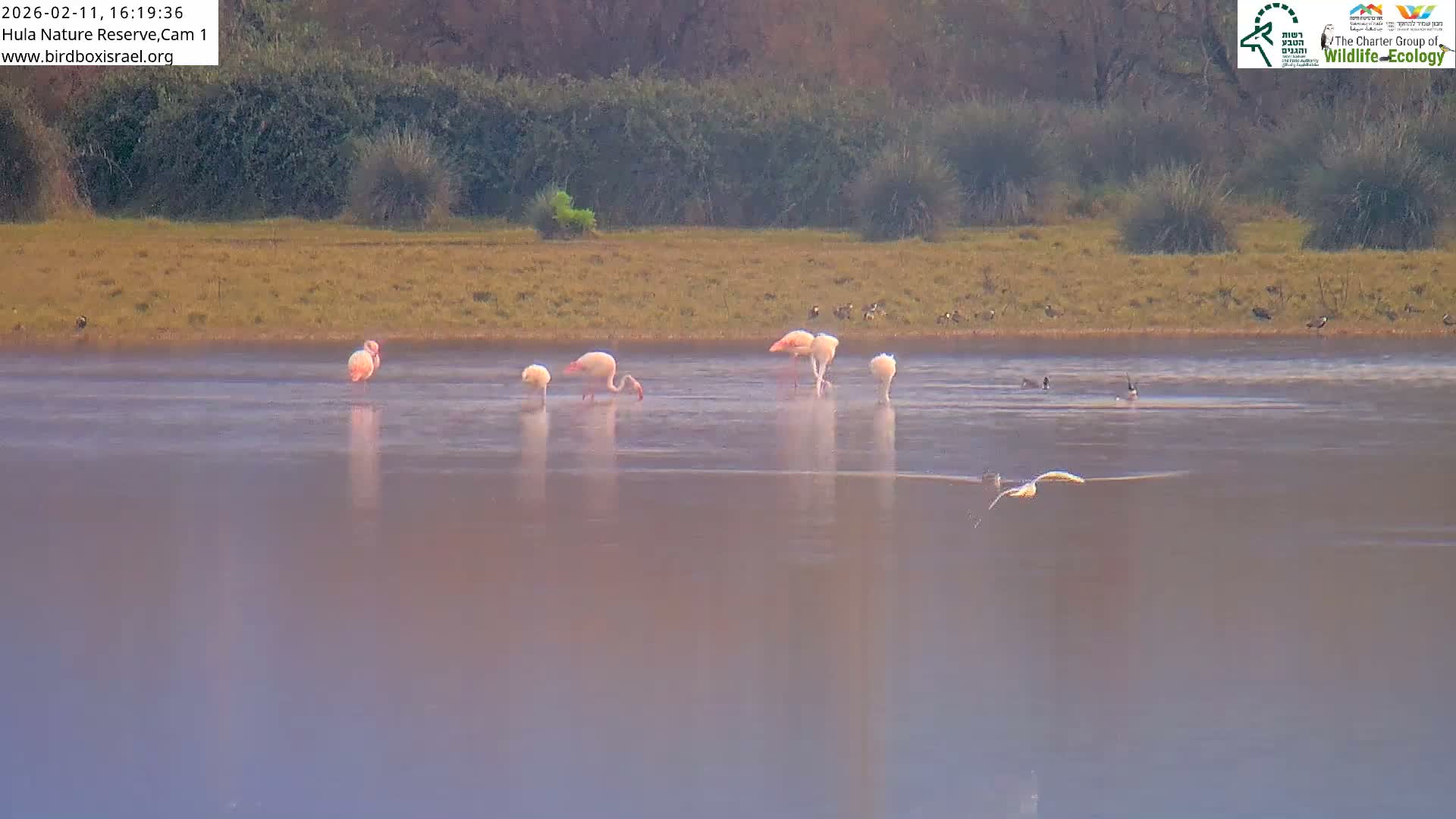 Hula Nature Reserve Bird Life & Israel-Syria Border Golan Hills & Hermon Mountain/Jabal al Shaykh View Live Cam - Yesud Hamaala, Northern, Israel