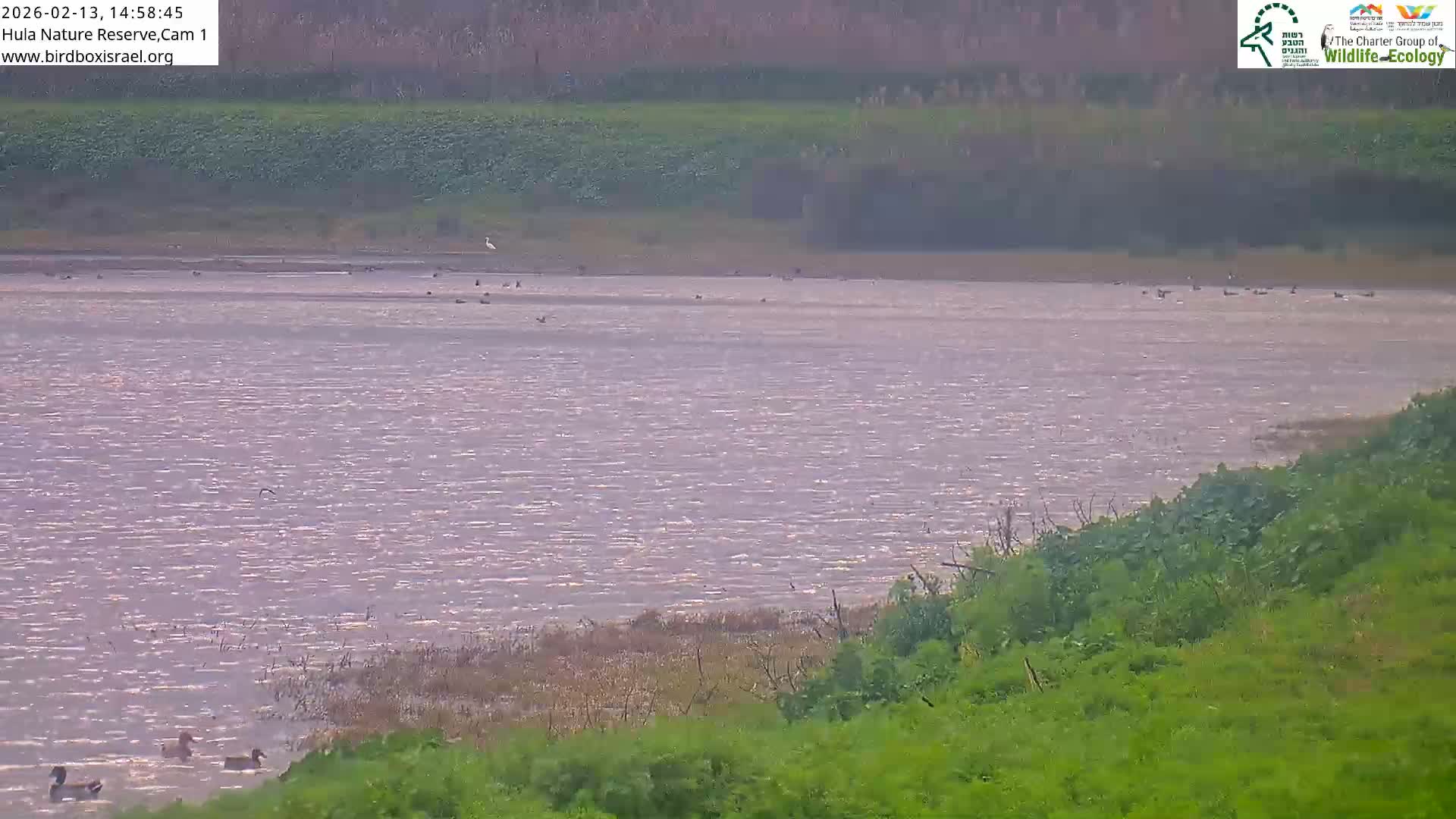 Hula Nature Reserve Bird Life & Israel-Syria Border Golan Hills & Hermon Mountain/Jabal al Shaykh View Live Cam - Yesud Hamaala, Northern, Israel