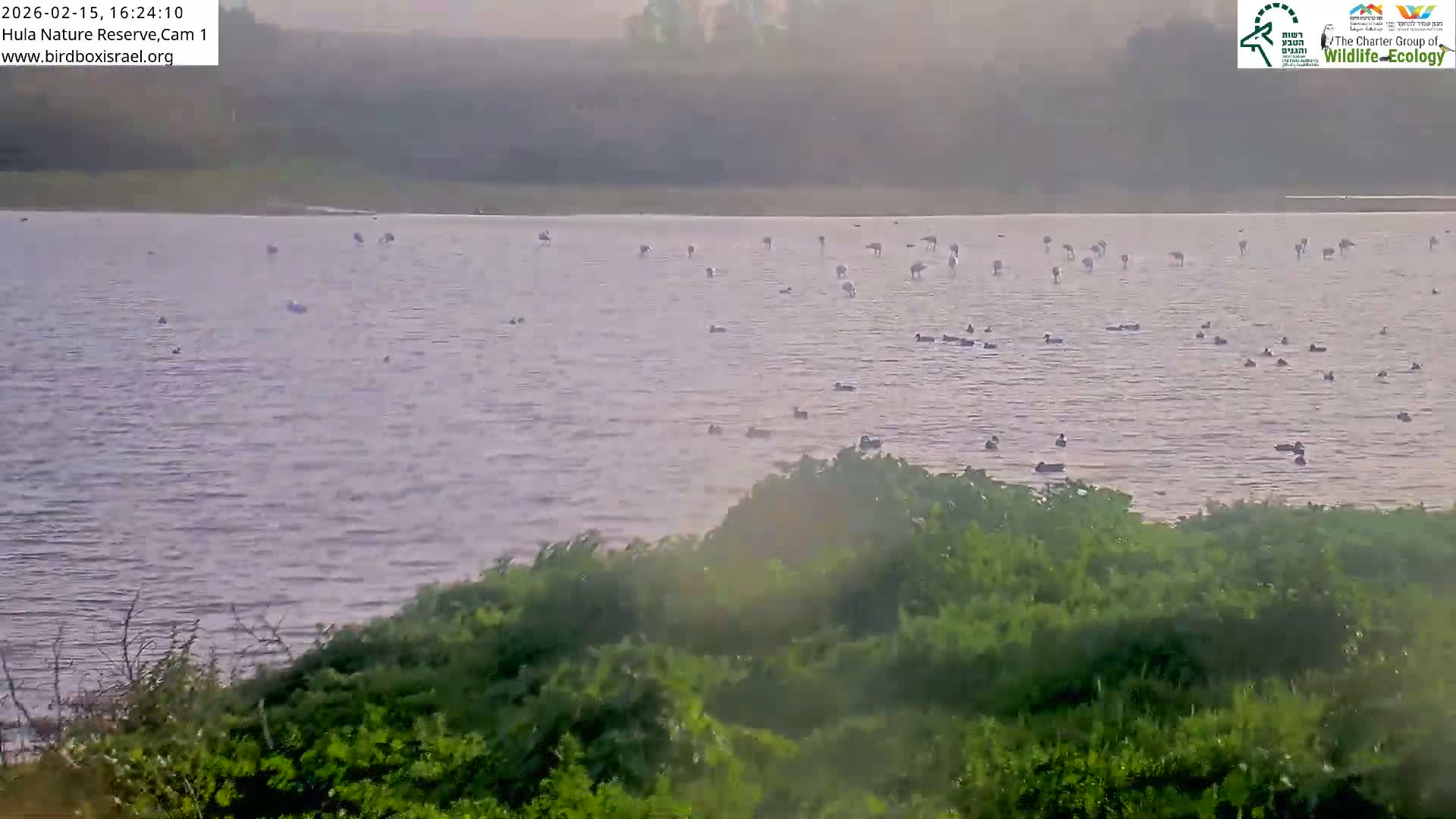 Hula Nature Reserve Bird Life & Israel-Syria Border Golan Hills & Hermon Mountain/Jabal al Shaykh View Live Cam - Yesud Hamaala, Northern, Israel