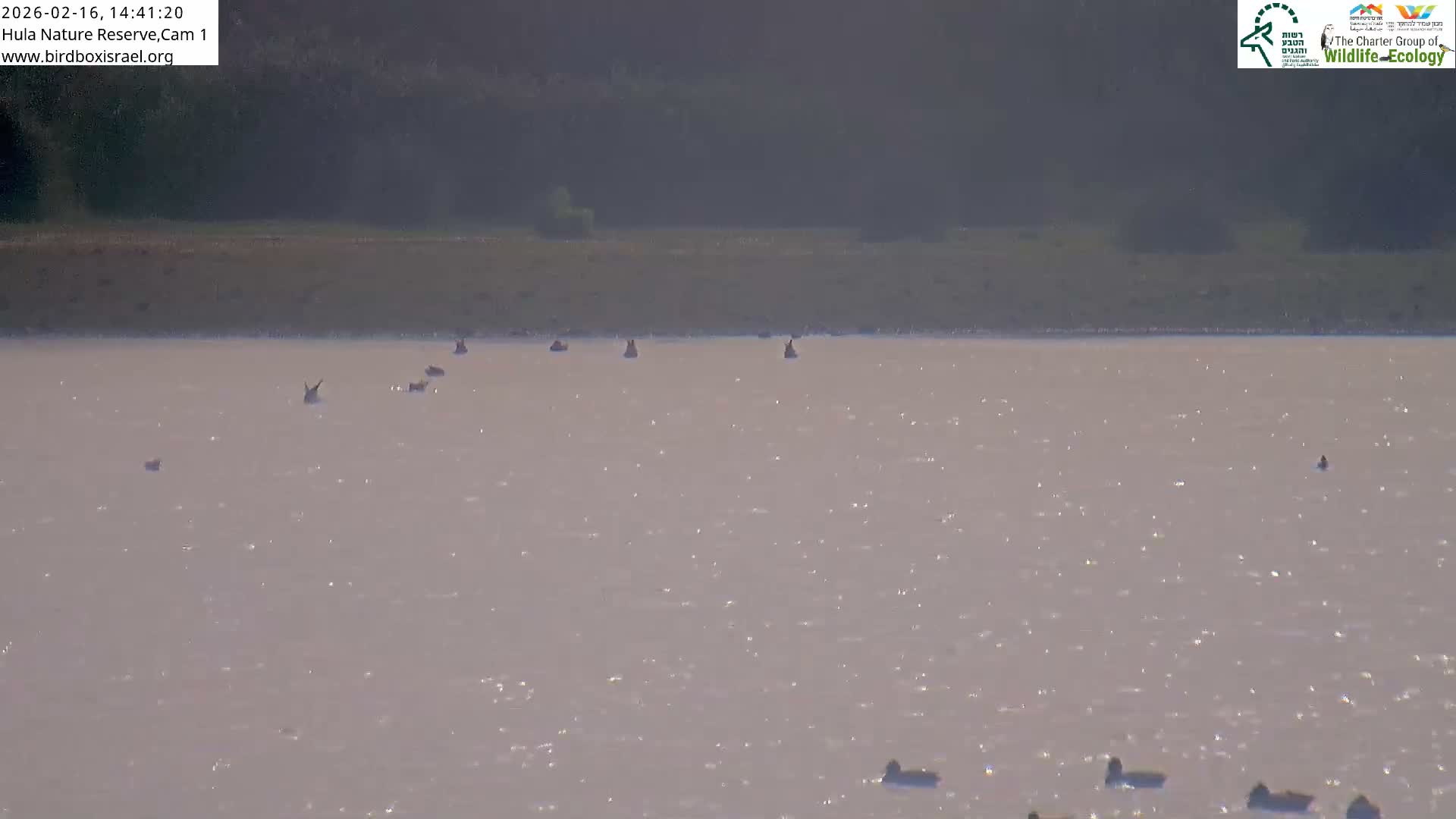 Hula Nature Reserve Bird Life & Israel-Syria Border Golan Hills & Hermon Mountain/Jabal al Shaykh View Live Cam - Yesud Hamaala, Northern, Israel