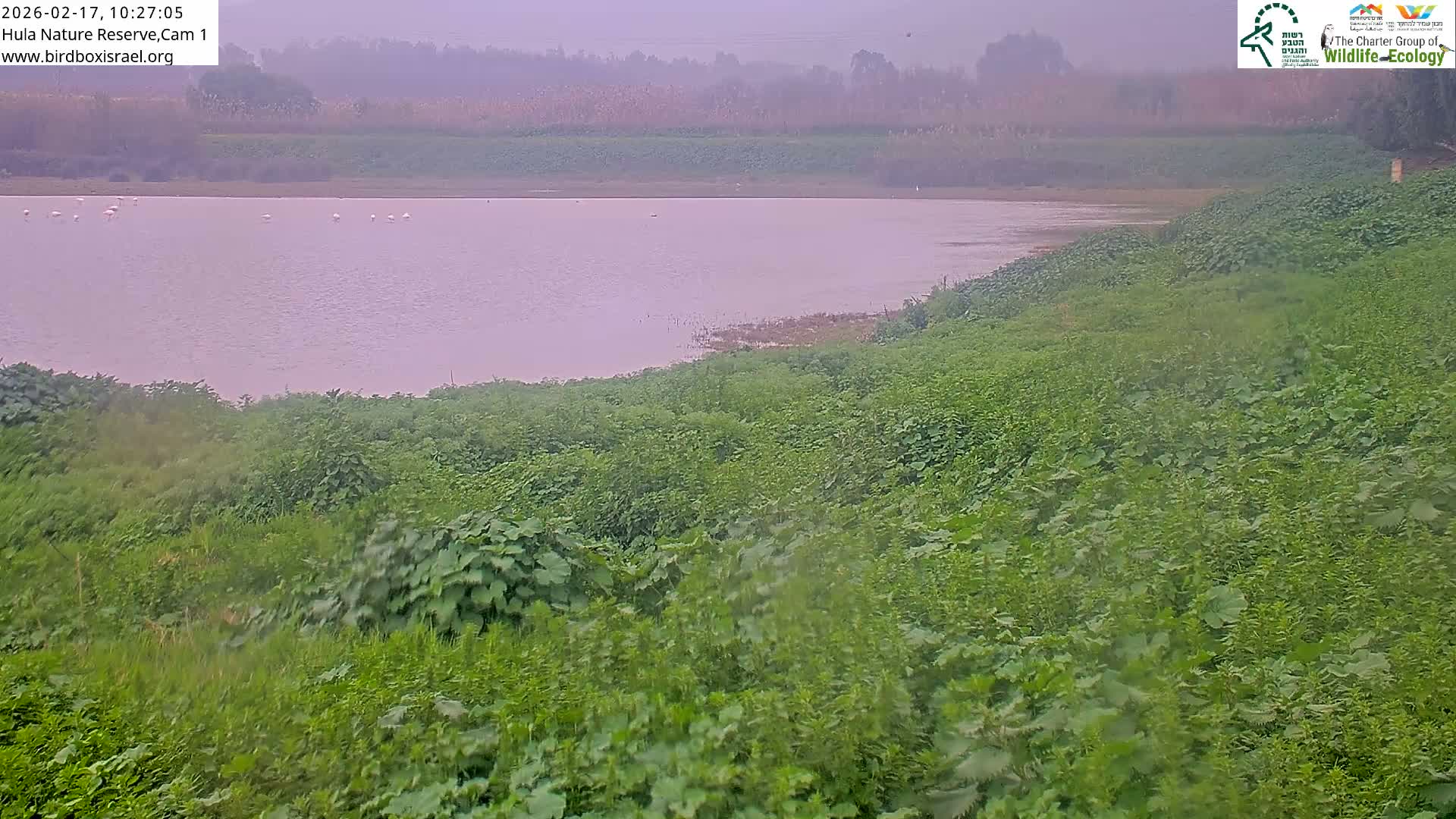 Hula Nature Reserve Bird Life & Israel-Syria Border Golan Hills & Hermon Mountain/Jabal al Shaykh View Live Cam - Yesud Hamaala, Northern, Israel