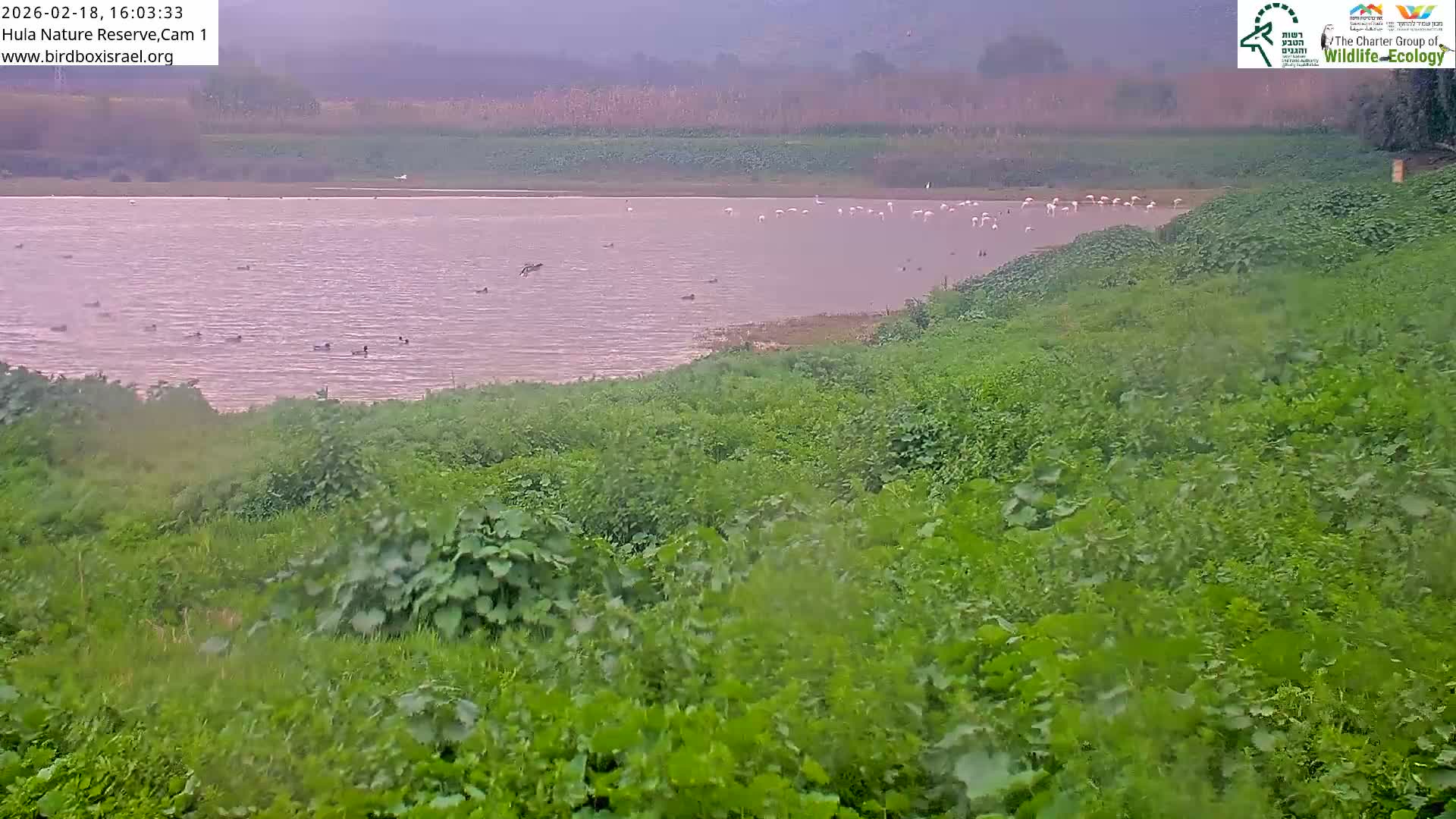Hula Nature Reserve Bird Life & Israel-Syria Border Golan Hills & Hermon Mountain/Jabal al Shaykh View Live Cam - Yesud Hamaala, Northern, Israel