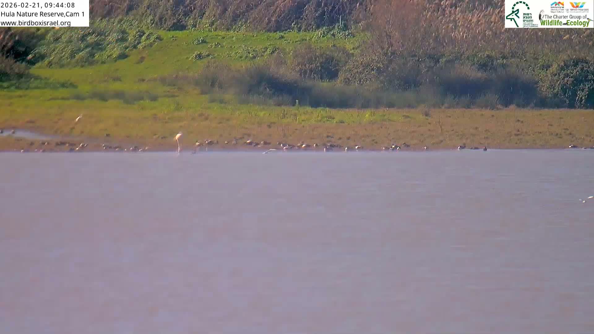 Hula Nature Reserve Bird Life & Israel-Syria Border Golan Hills & Hermon Mountain/Jabal al Shaykh View Live Cam - Yesud Hamaala, Northern, Israel