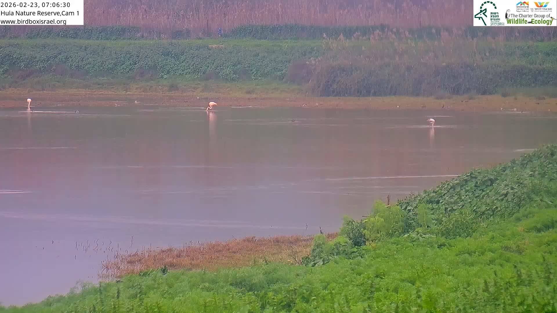 Hula Nature Reserve Bird Life & Israel-Syria Border Golan Hills & Hermon Mountain/Jabal al Shaykh View Live Cam - Yesud Hamaala, Northern, Israel