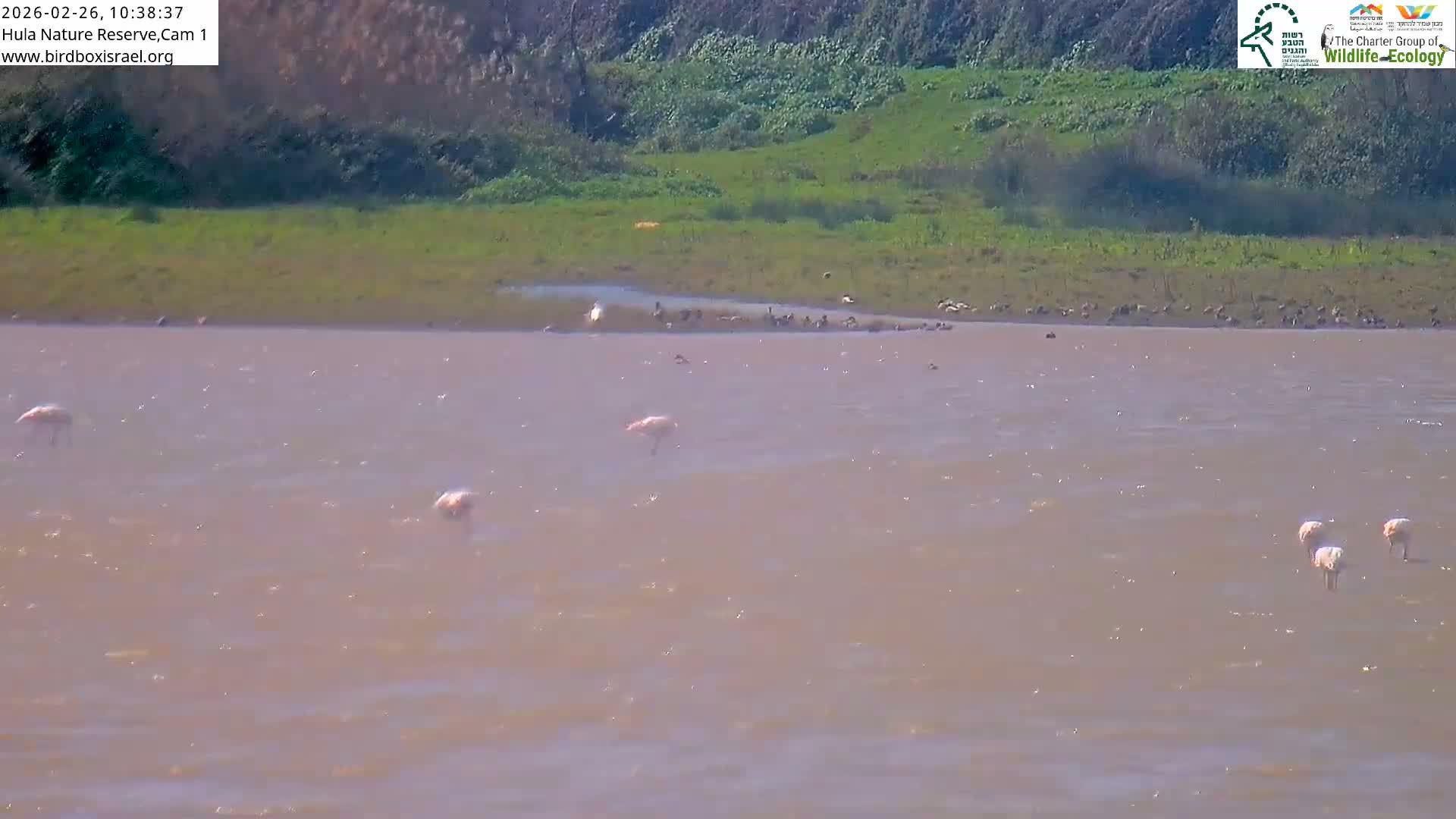 Hula Nature Reserve Bird Life & Israel-Syria Border Golan Hills & Hermon Mountain/Jabal al Shaykh View Live Cam - Yesud Hamaala, Northern, Israel