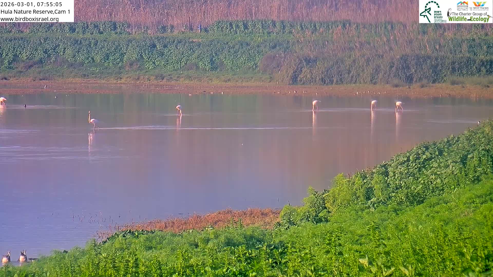 Hula Nature Reserve Bird Life & Israel-Syria Border Golan Hills & Hermon Mountain/Jabal al Shaykh View Live Cam - Yesud Hamaala, Northern, Israel