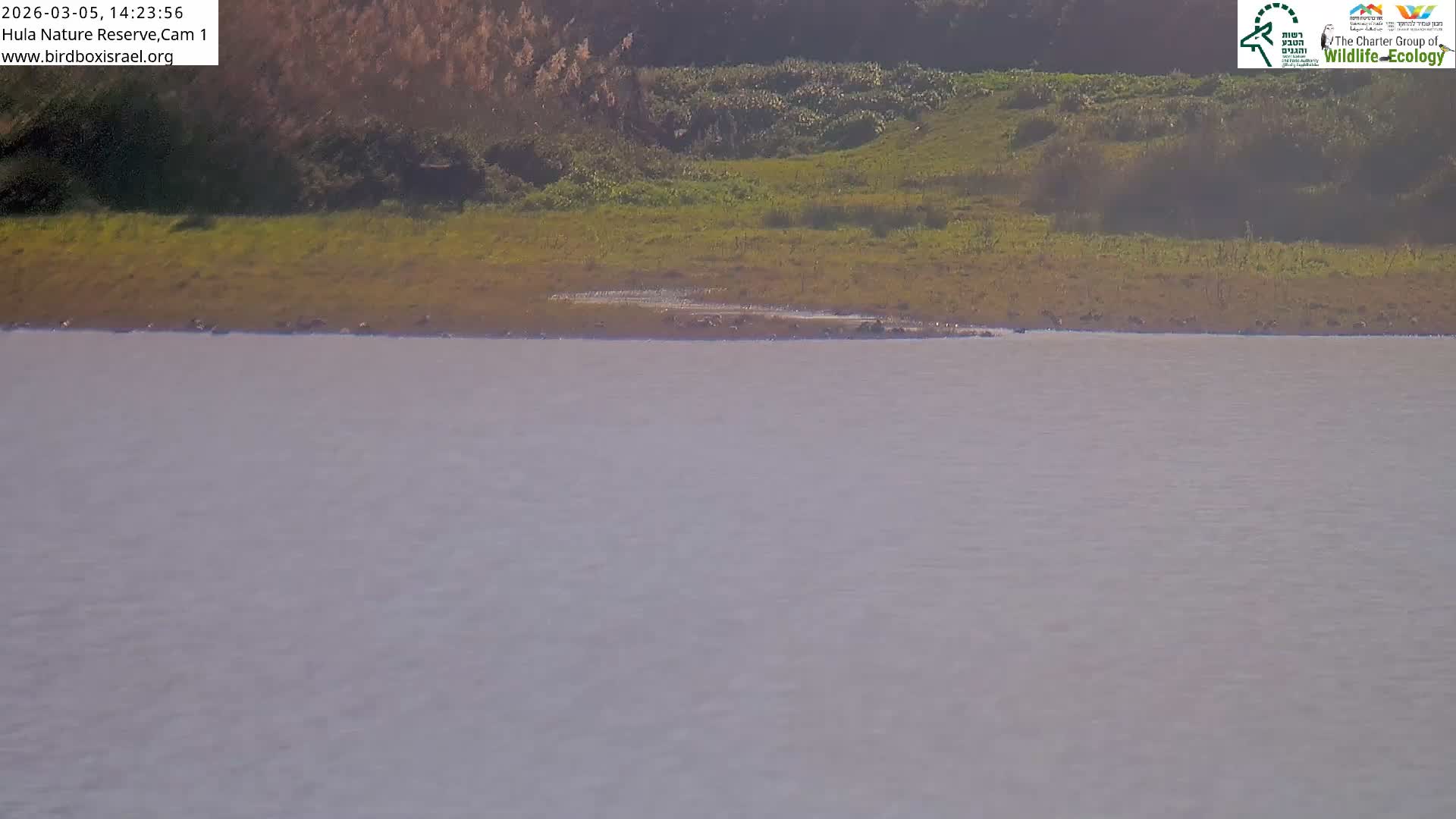 Hula Nature Reserve Bird Life & Israel-Syria Border Golan Hills & Hermon Mountain/Jabal al Shaykh View Live Cam - Yesud Hamaala, Northern, Israel