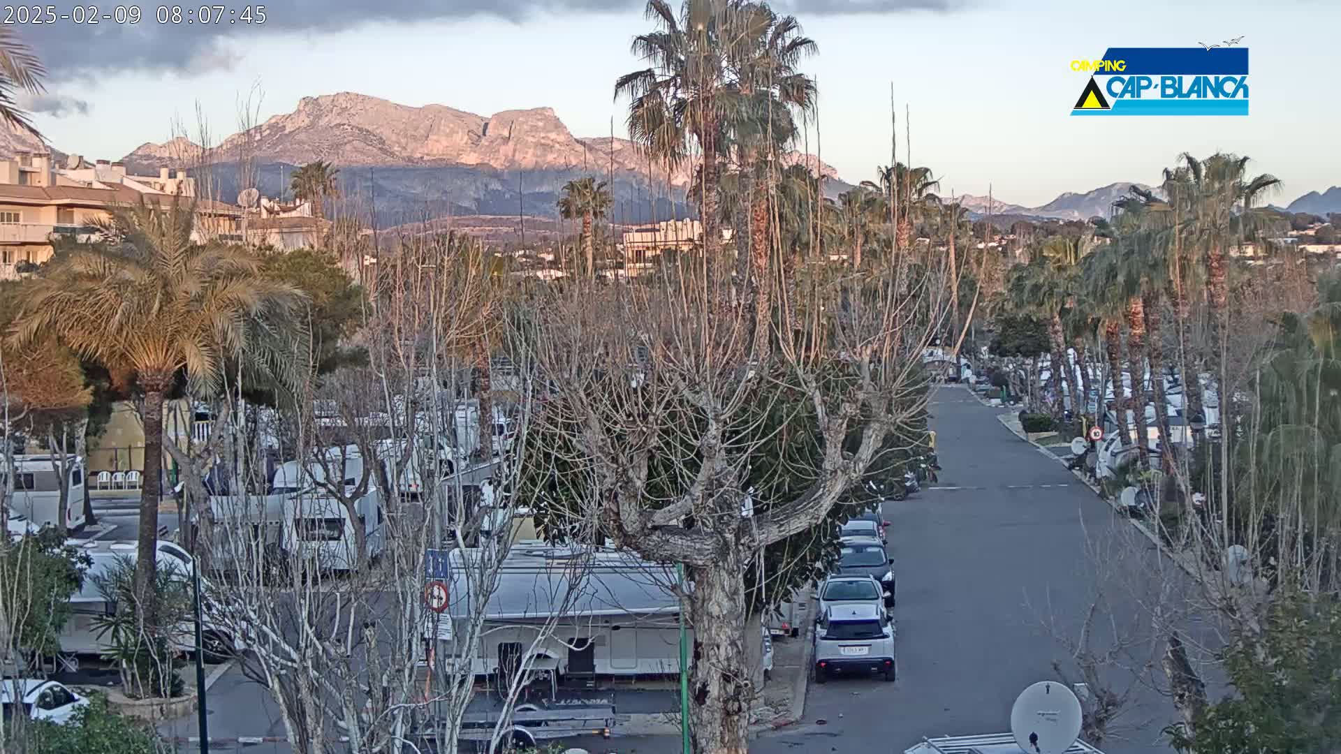 A parking lot filled with campervans and cars is situated beneath a row of palm trees and bare deciduous trees, with mountains visible in the background under a partly cloudy sky.