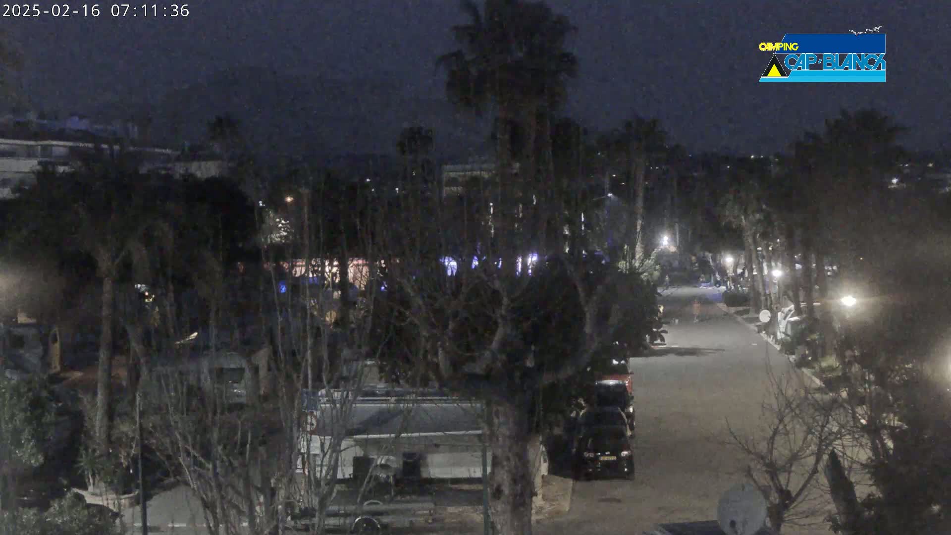 A nighttime view of a street lined with palm trees and recreational vehicles, under a dark sky.