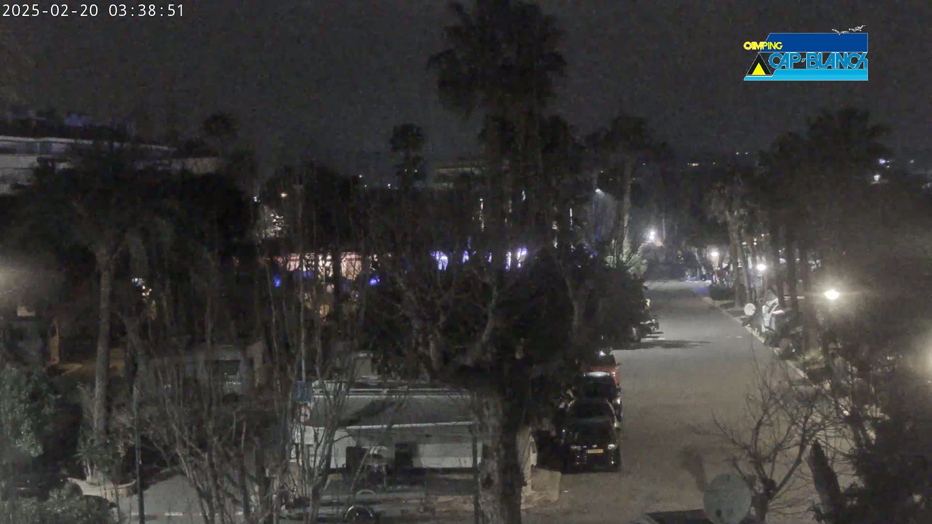 A nighttime view of a paved road lined with parked vehicles and palm trees, under a dark, clear sky.