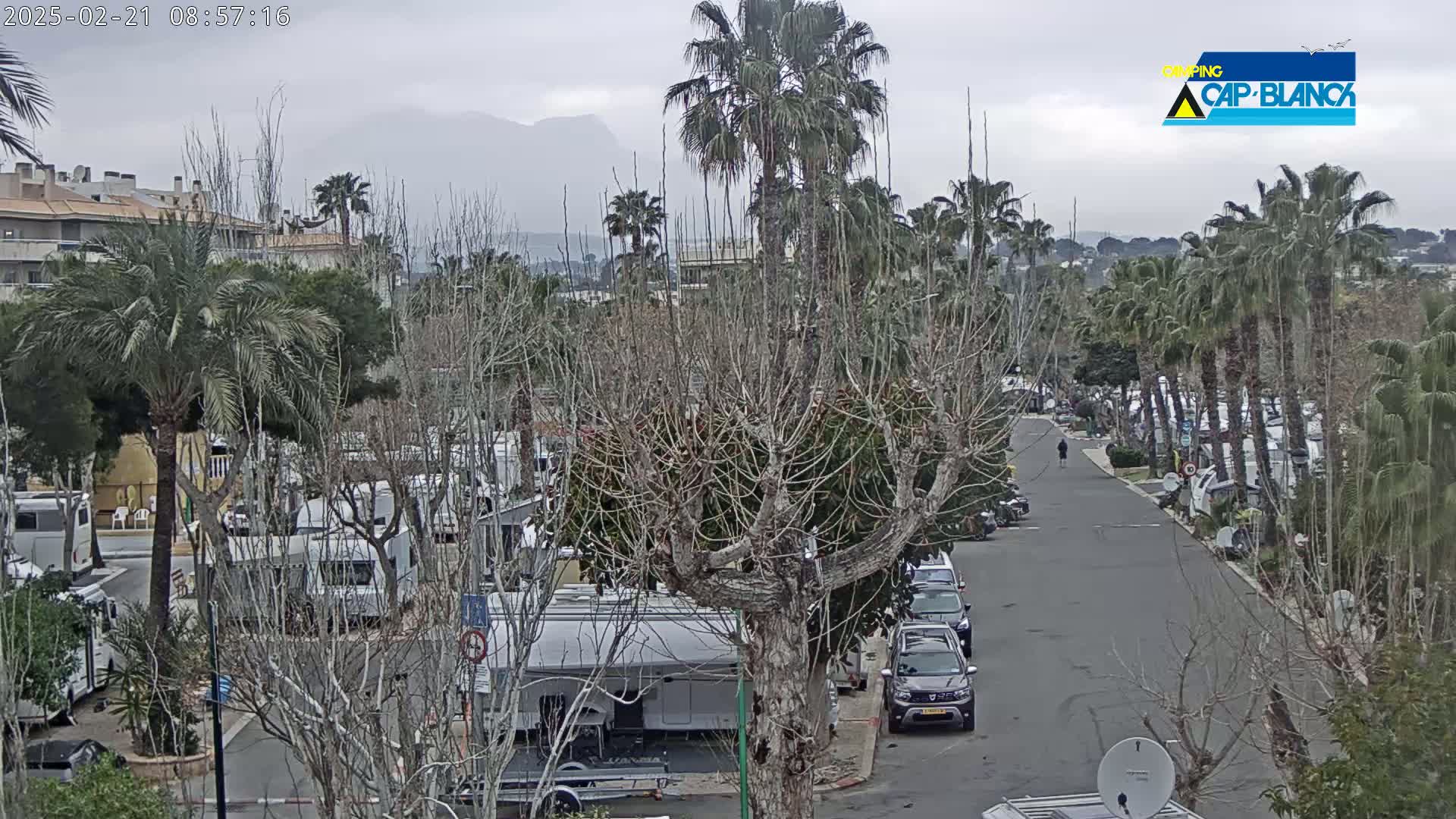 A street lined with palm trees and recreational vehicles, under an overcast sky with mountains in the distance.