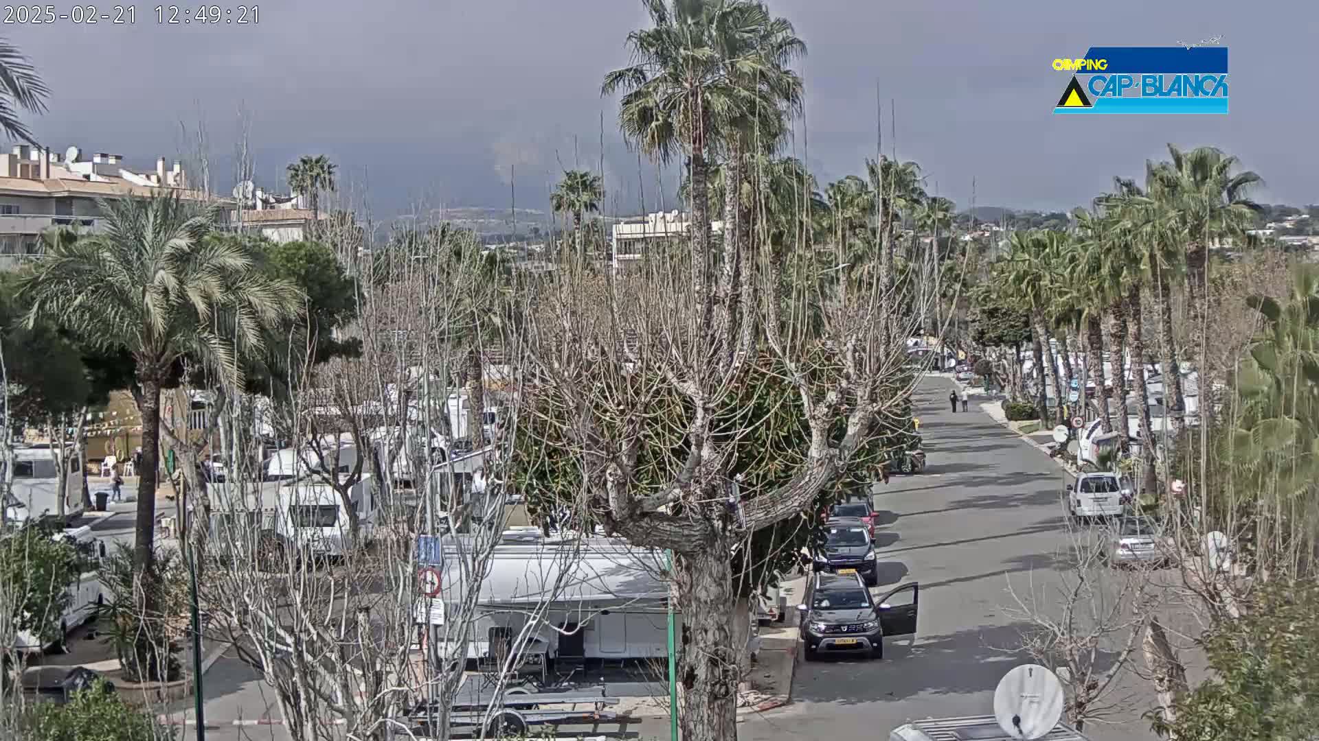 A street lined with palm trees and parked recreational vehicles, under an overcast sky.