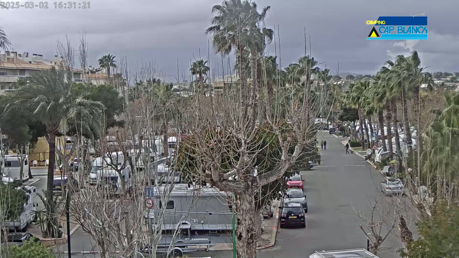 A street lined with parked recreational vehicles is seen under an overcast sky, with palm trees and bare deciduous trees along the sides.