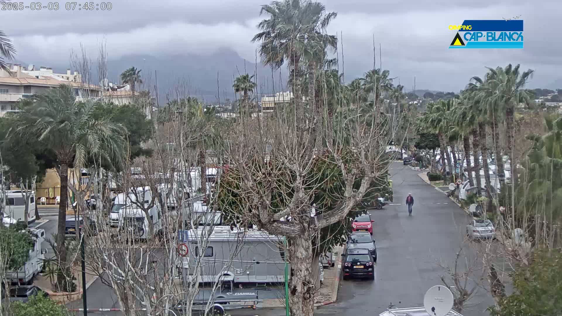 A paved road winds through a parking lot filled with campervans under a cloudy sky, bordered by palm trees and bare deciduous trees.