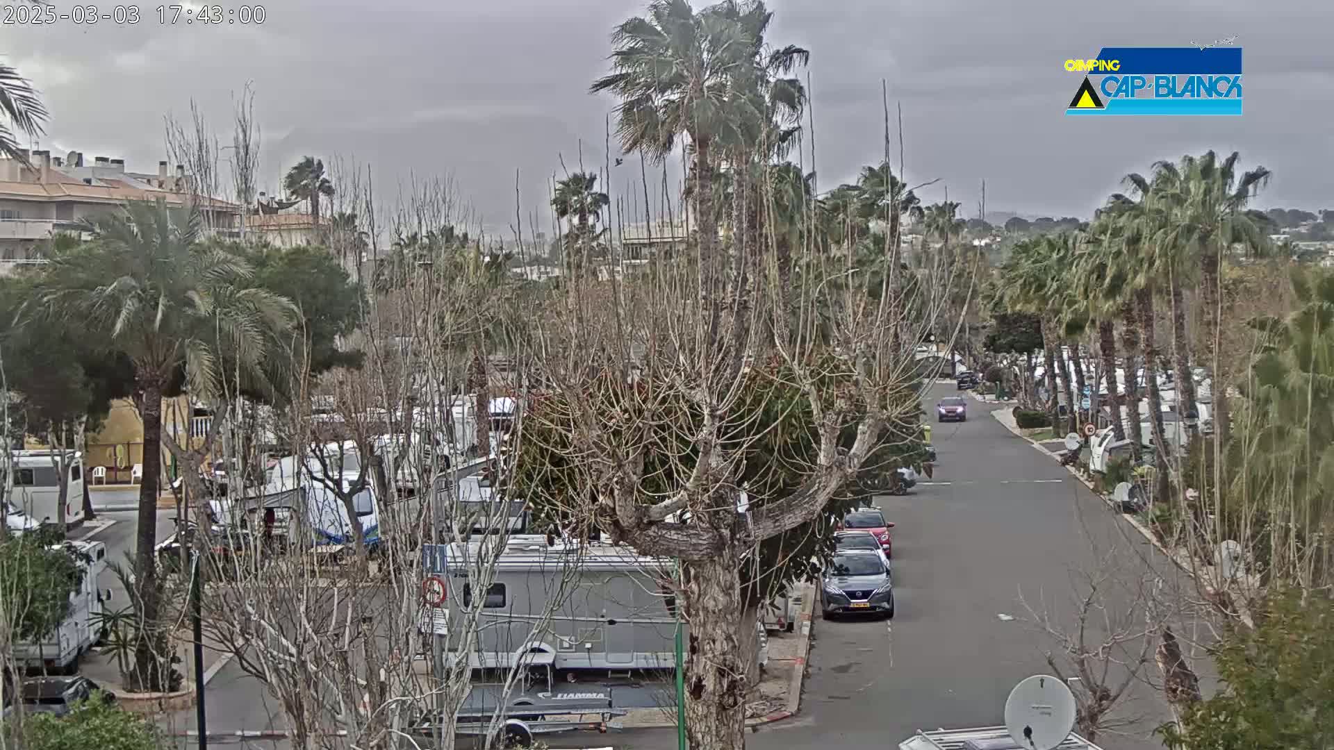 A parking lot filled with RVs and cars is situated amongst palm trees and bare deciduous trees under an overcast sky.