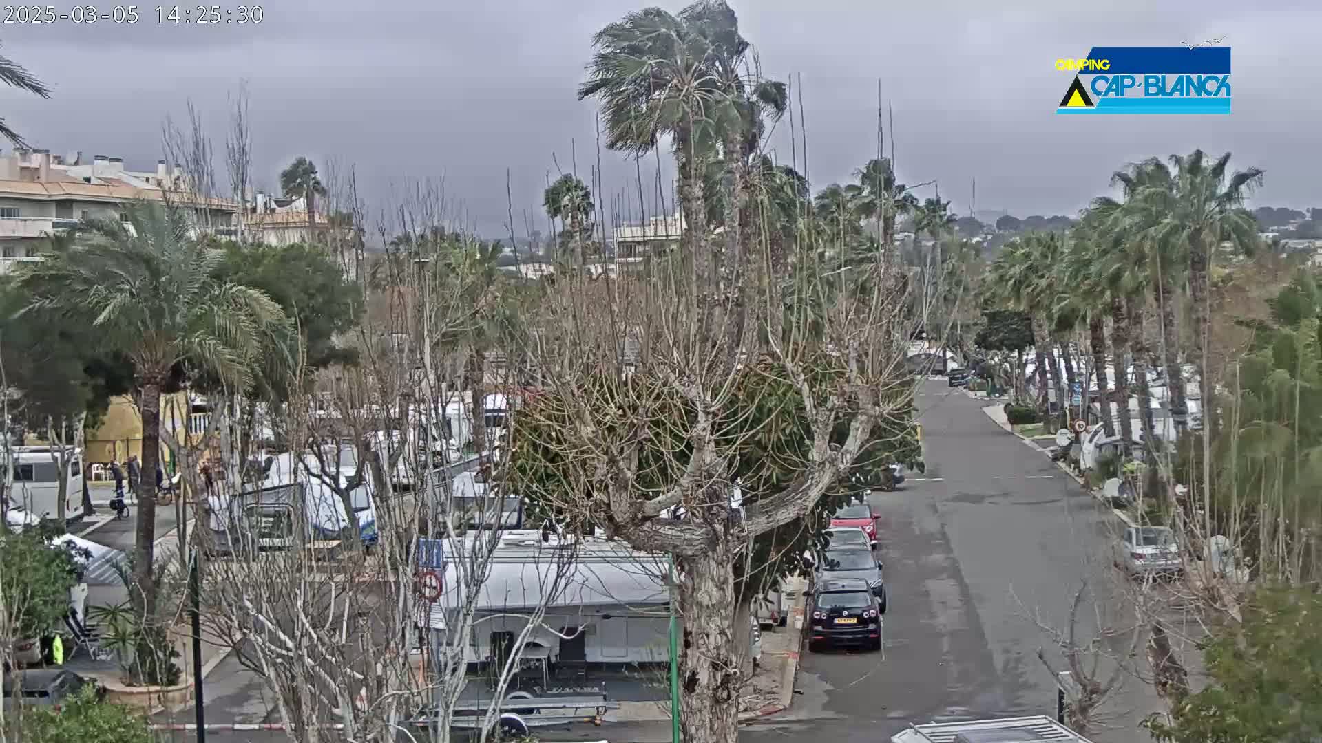 A windy, overcast day reveals a street lined with palm trees and numerous RVs parked in a lot, with a few cars parked along the roadside.