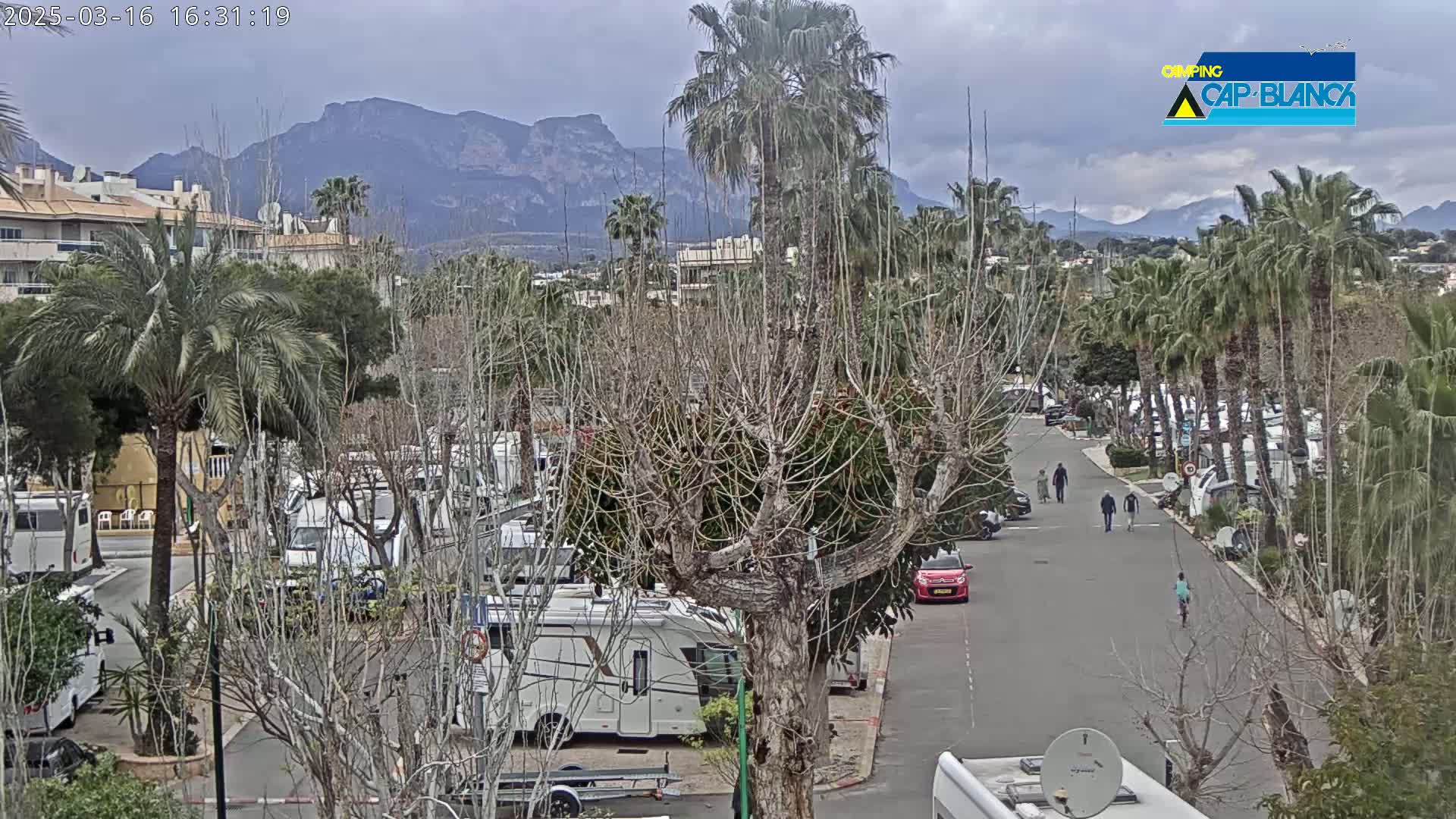 A campervan park with numerous RVs, palm trees, and bare trees under an overcast sky, mountains in the background.