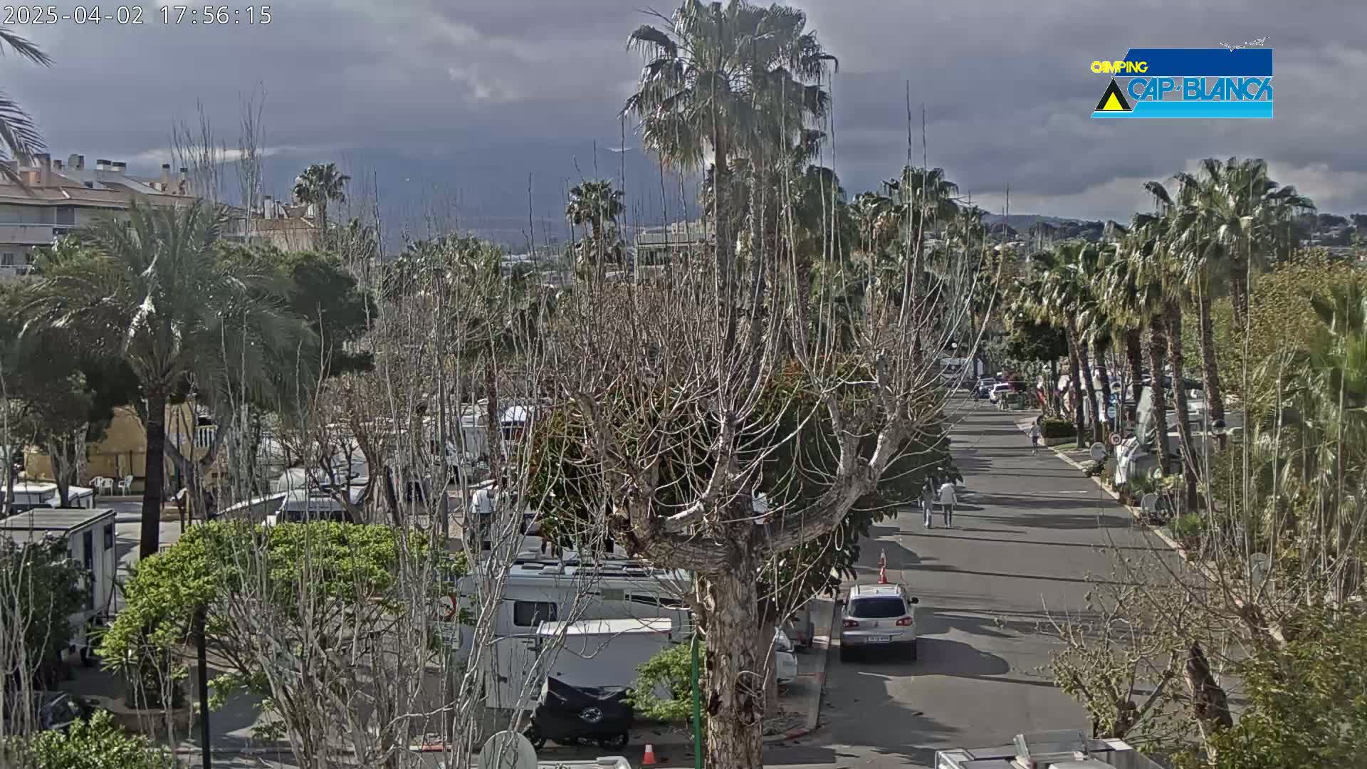 A street lined with palm trees and bare deciduous trees under a cloudy sky, with parked vehicles and RVs visible in a nearby area.
