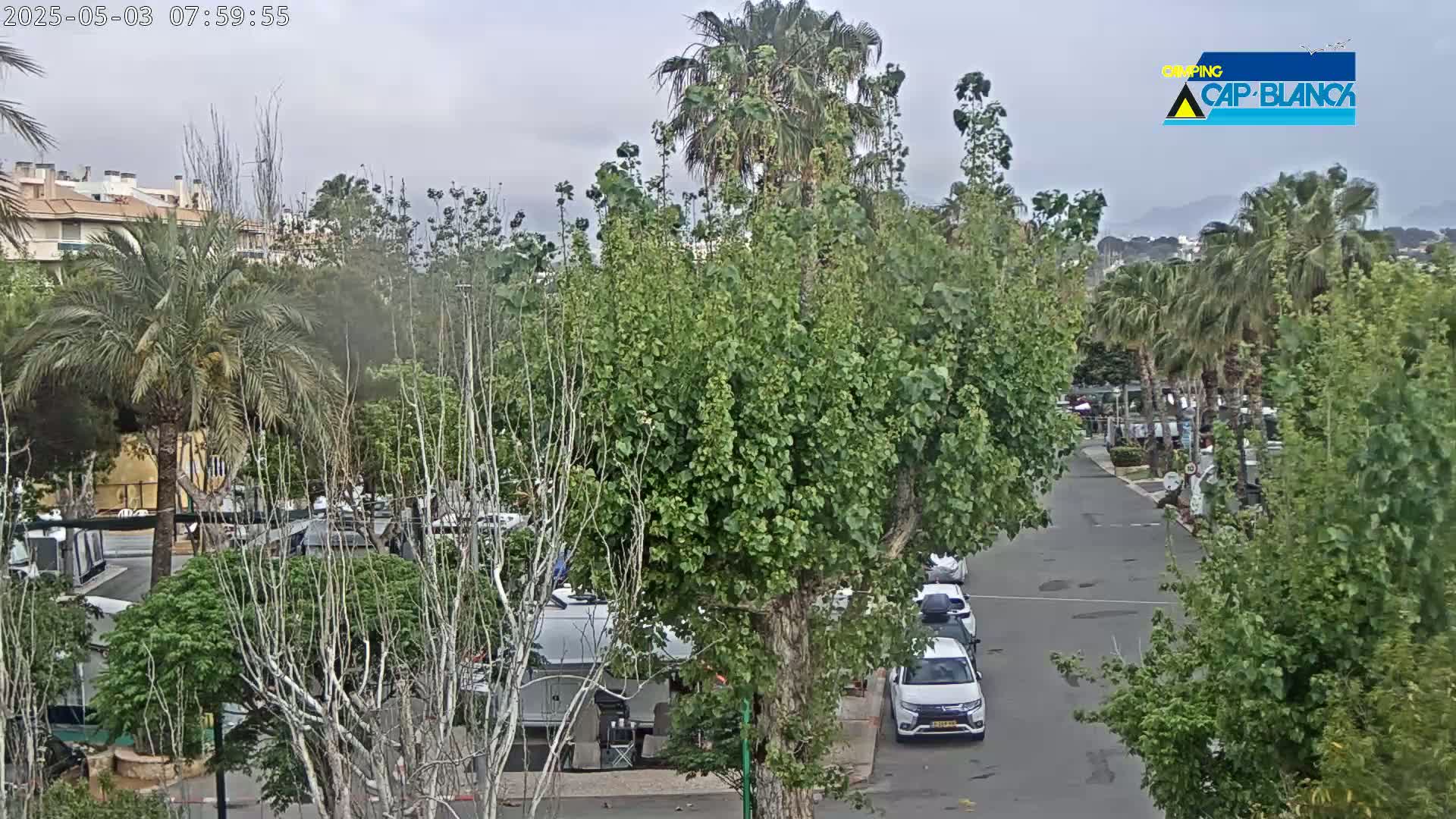 A street scene on an overcast day shows cars parked and driving past lush green trees and shrubs, with apartment buildings visible in the background.