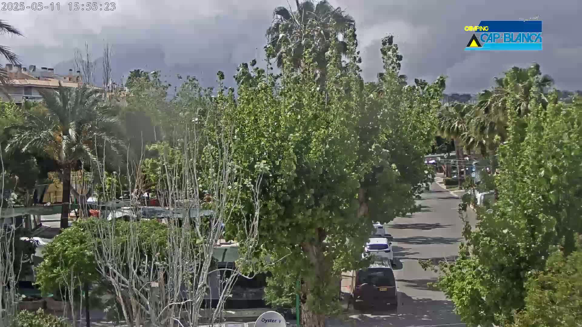 A street scene under overcast skies shows a row of parked cars, several palm trees, and other leafy green trees, with buildings visible in the background.