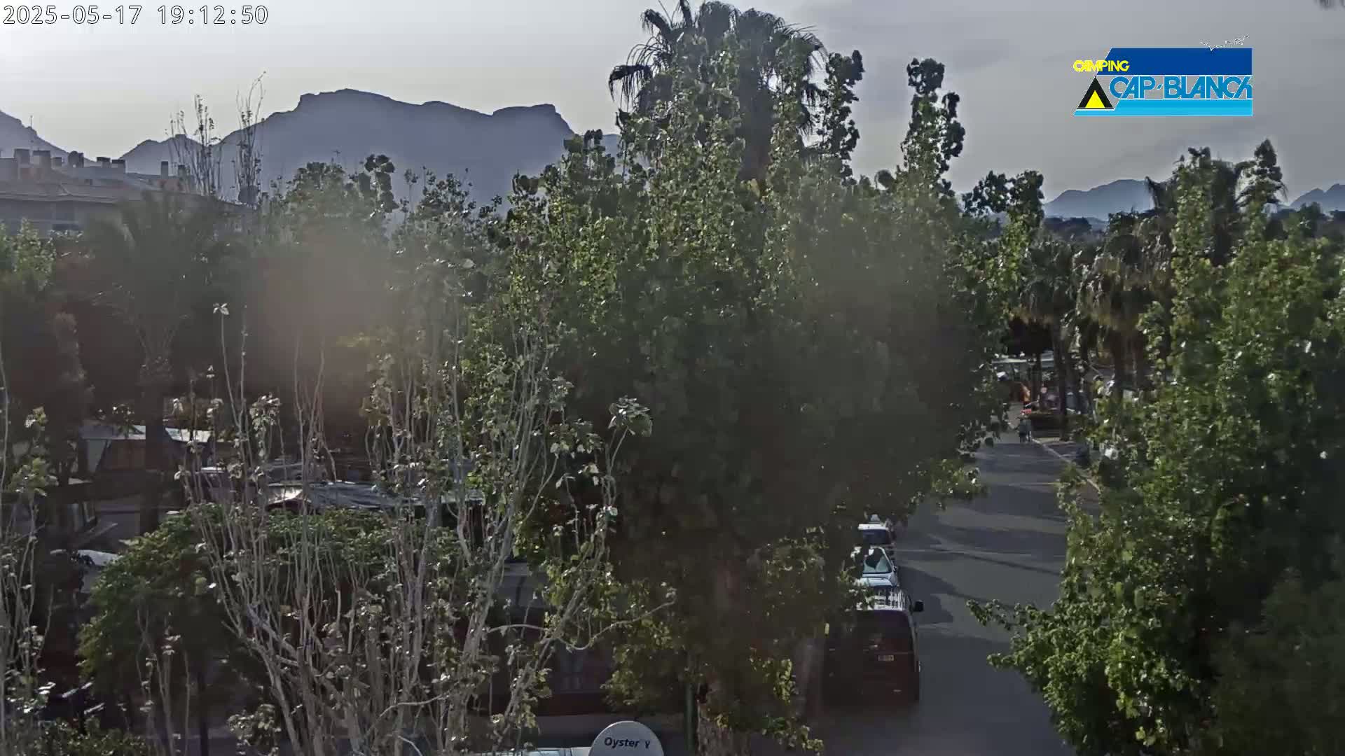 A street lined with lush green trees and parked vehicles under an overcast sky, with mountains visible in the distance.
