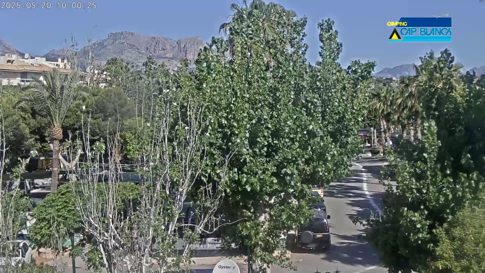 A sunny day reveals a residential street lined with lush green trees and palm trees, with mountains visible in the background.