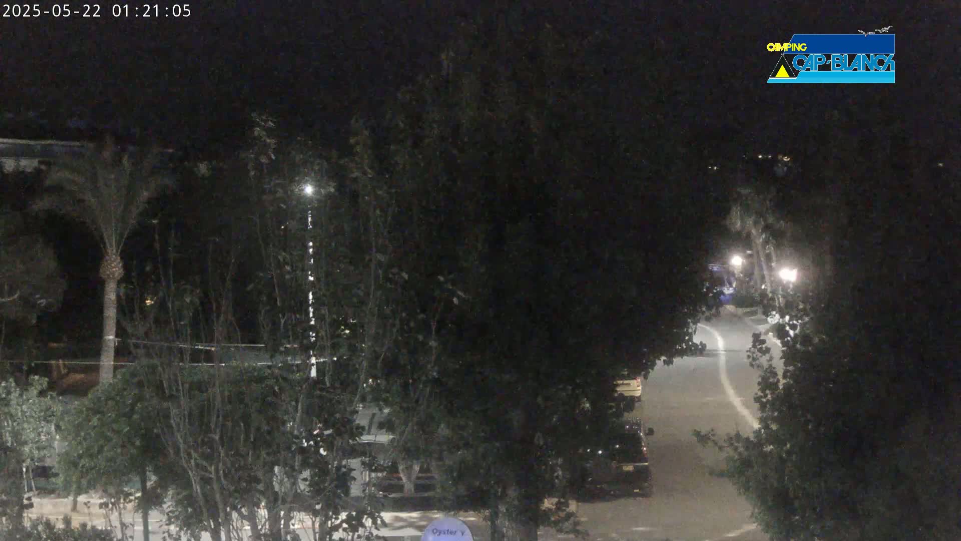 A nighttime view of a road partially obscured by trees, with a few parked cars and streetlights visible.