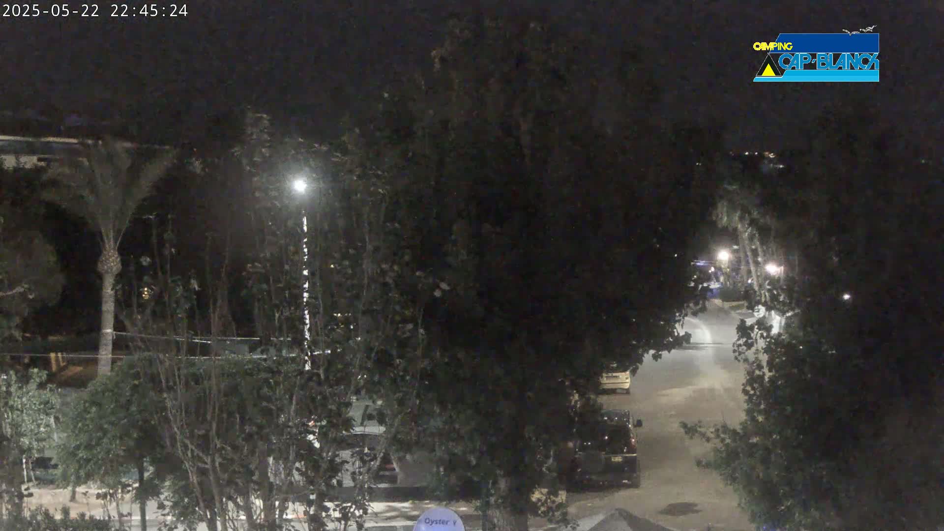 A nighttime view of a street partially visible through dark trees and foliage, showing some parked cars and streetlights.