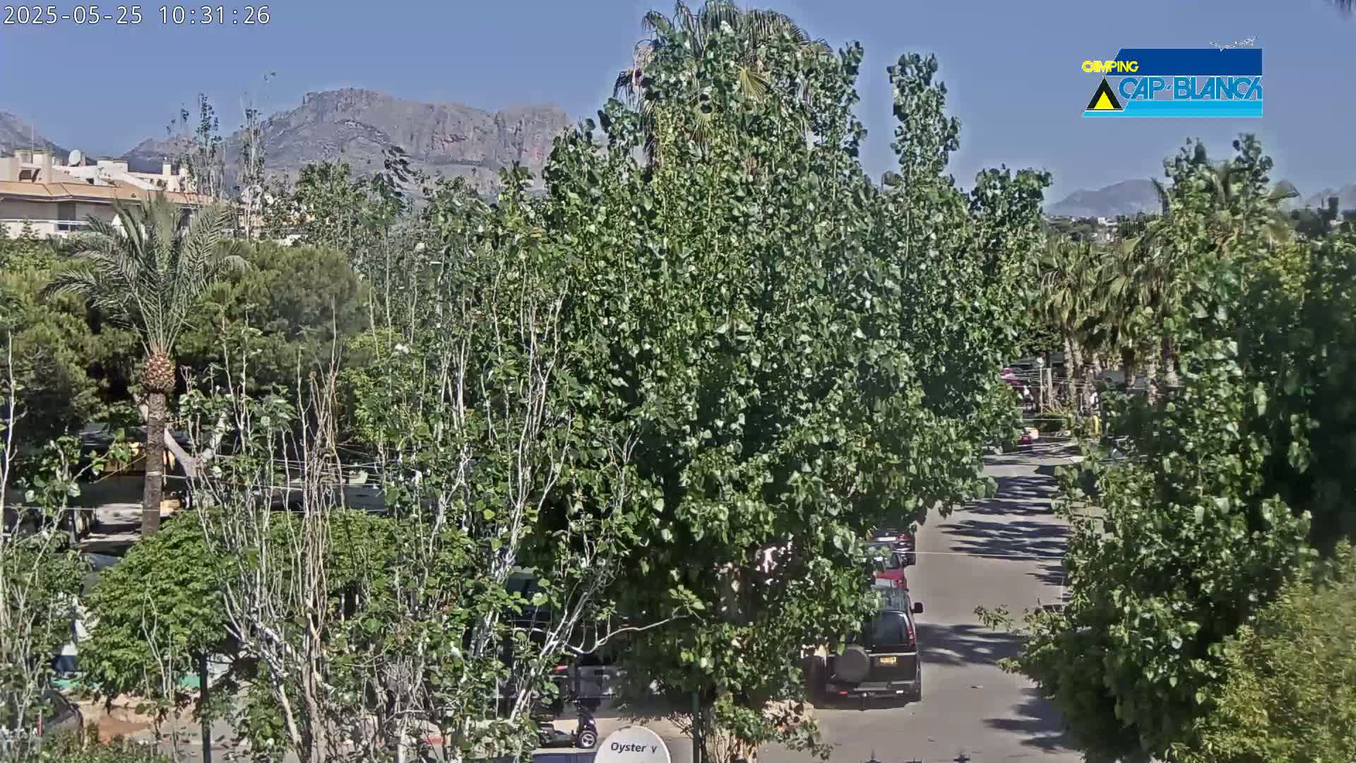 A sunny day reveals a street scene with lush green trees, palm trees, parked cars, and distant mountains.