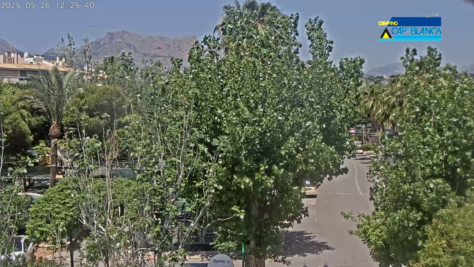 A sunny day overlooking a residential area with lush green trees, palm trees, and mountains in the distance.
